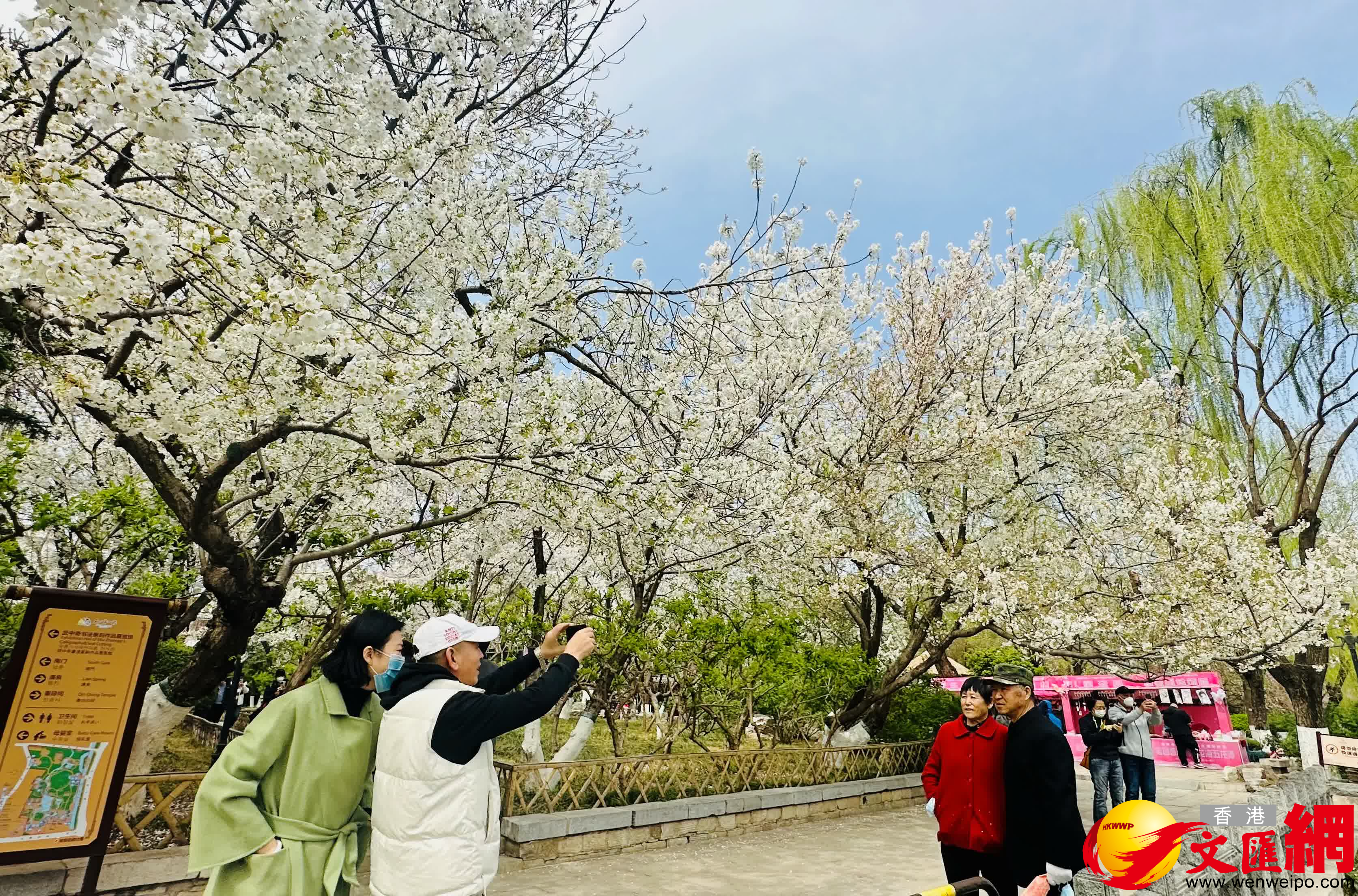 遊客在櫻花樹下拍照。（香港文匯網記者丁春麗 攝）