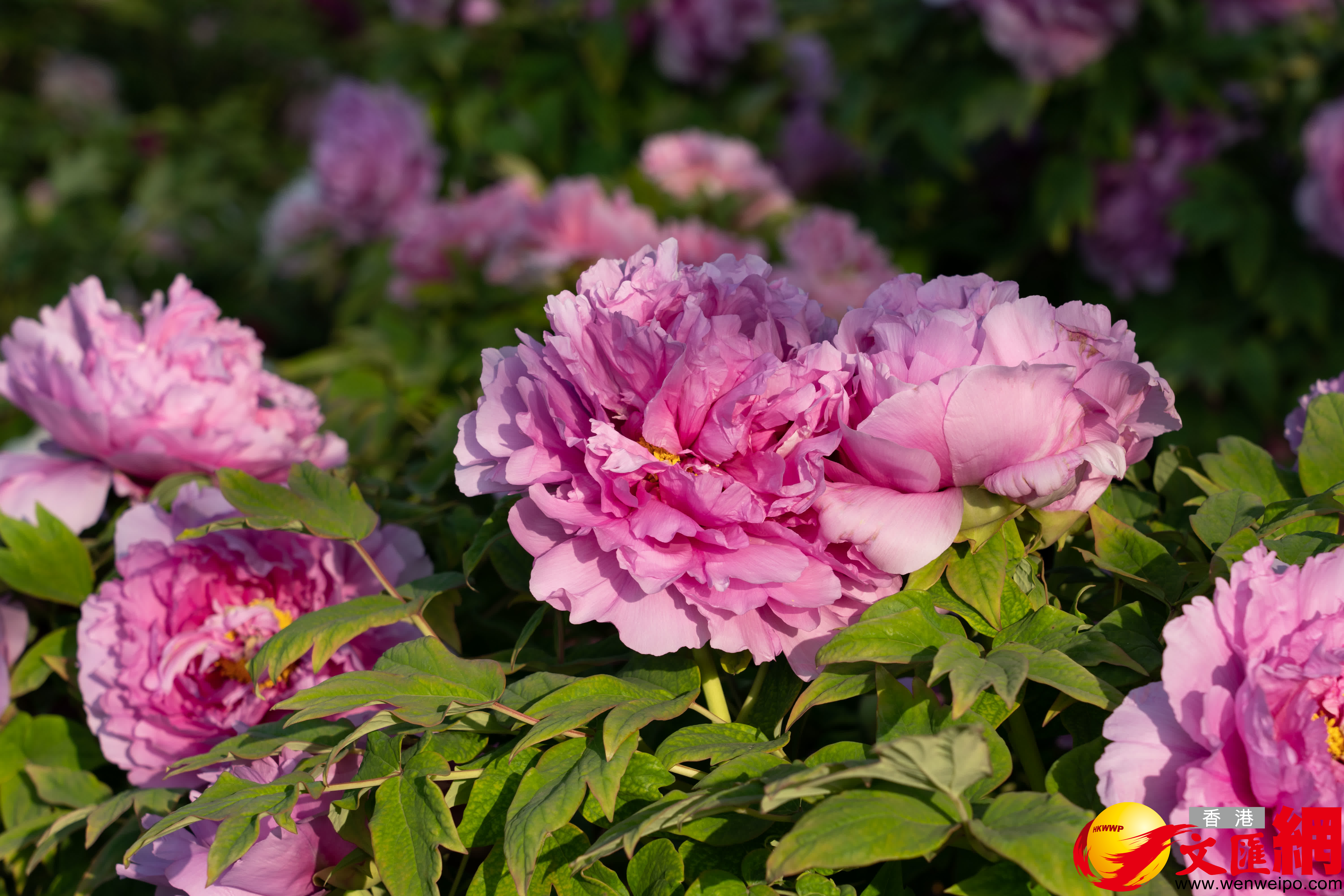 菏澤牡丹擁有9大色系、10大花型、1280個品種。 （記者胡臥龍 攝）