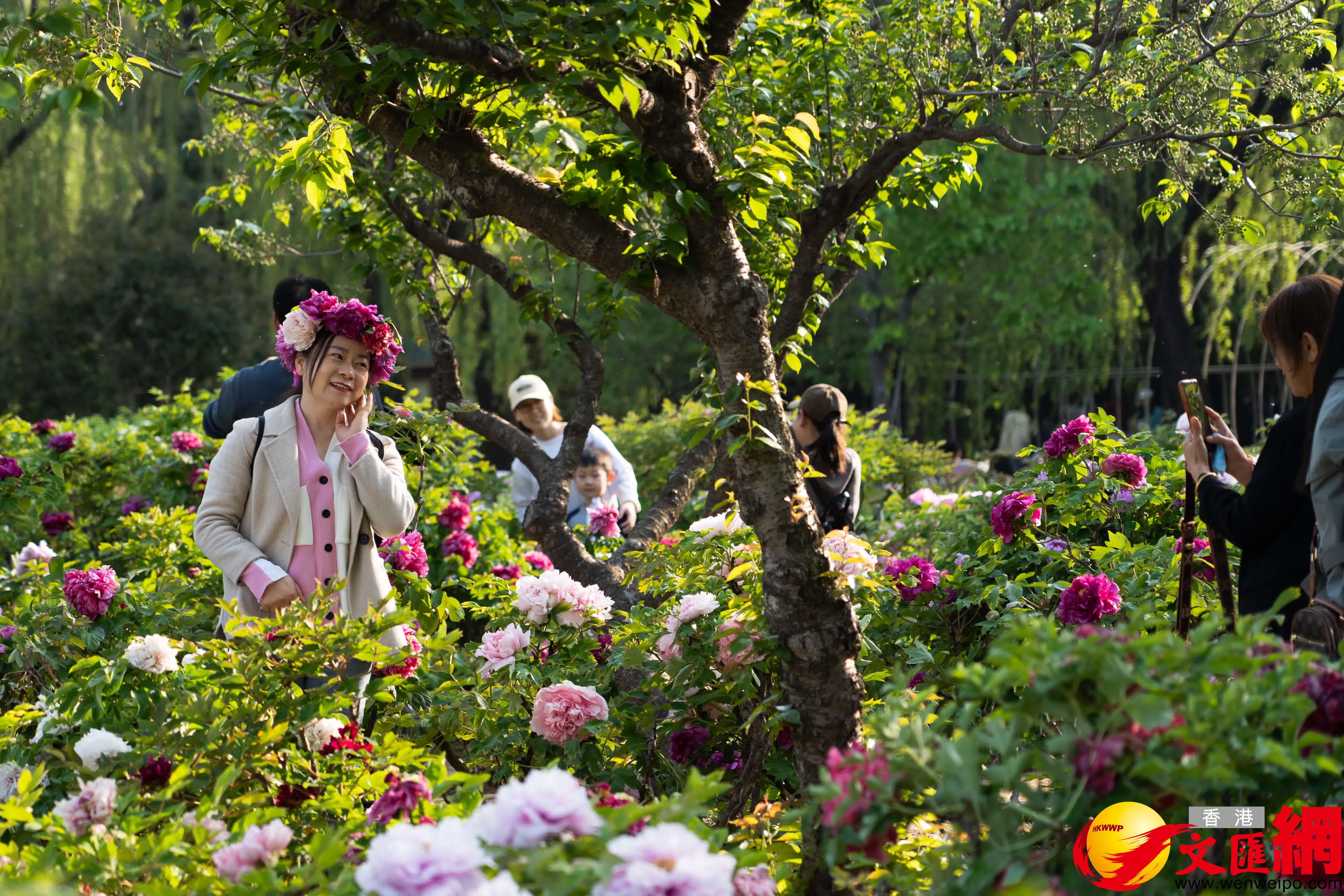 市民頭戴仿製牡丹花環打卡牡丹園。（記者胡臥龍 攝）