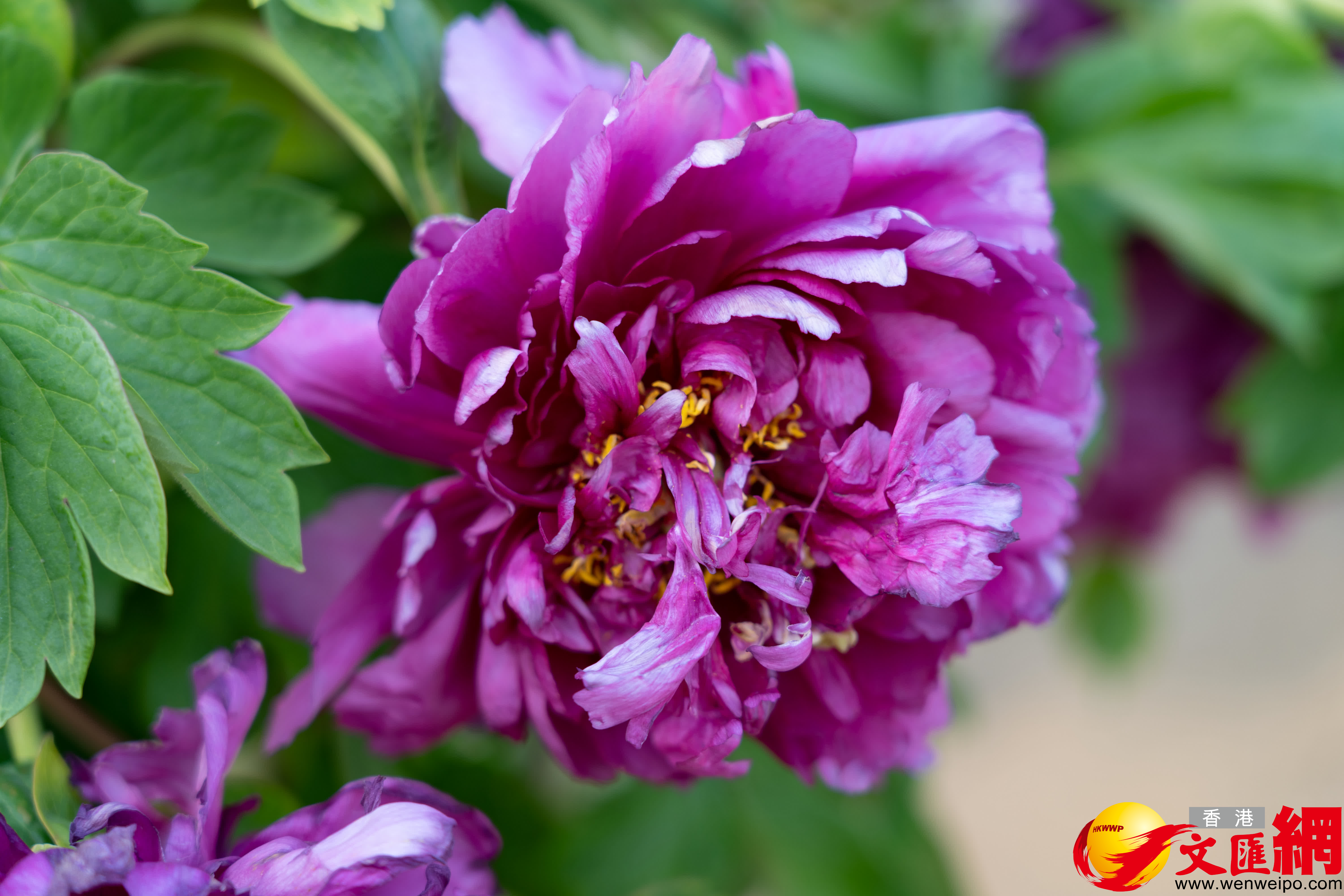 菏澤古稱曹州，菏澤牡丹栽植始於隋，興於唐，盛於明清，素有「曹州牡丹甲天下」的美譽。（記者胡臥龍 攝）