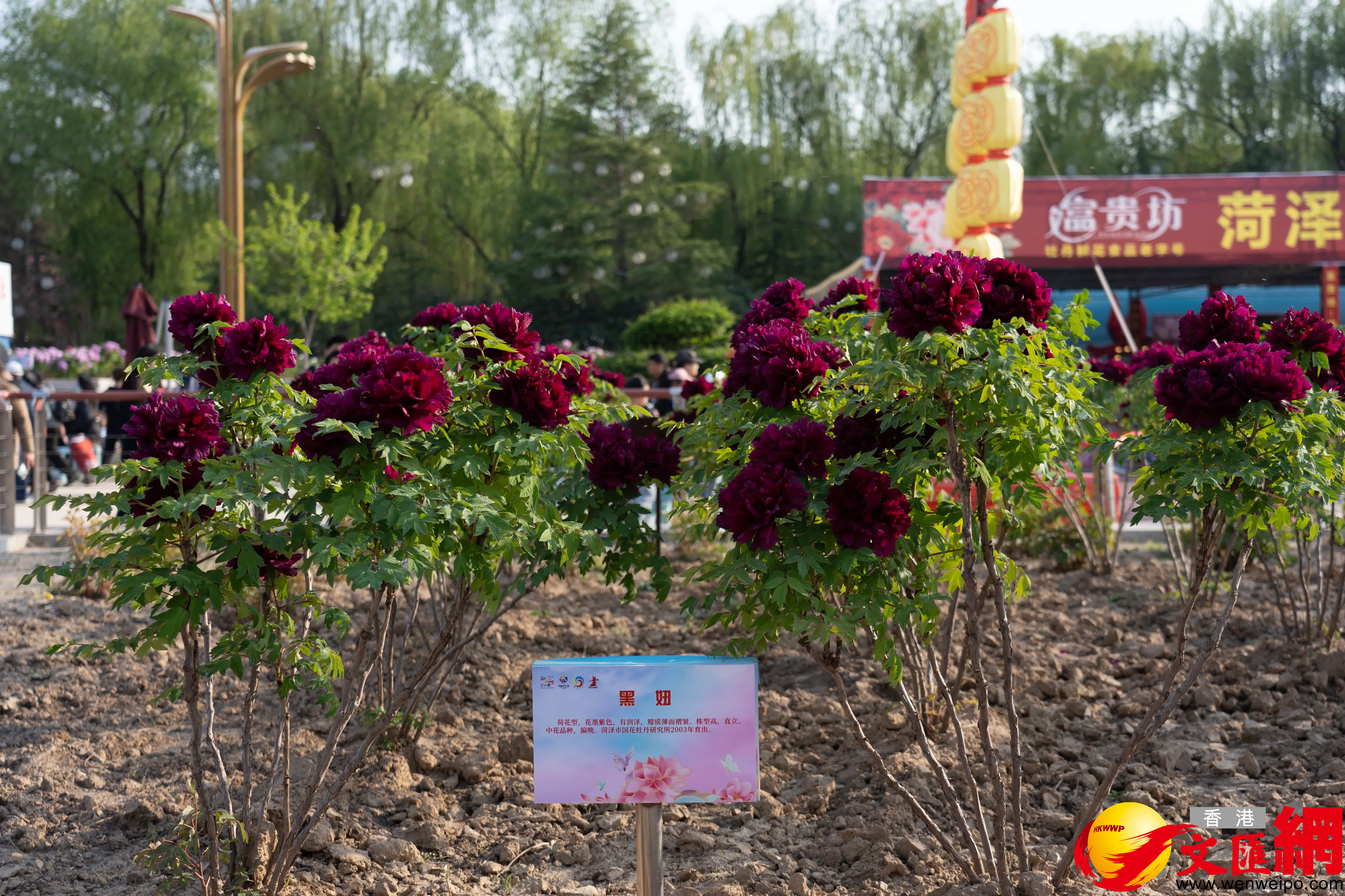 菏澤牡丹擁有9大色系、10大花型、1280個品種。（記者胡臥龍 攝）