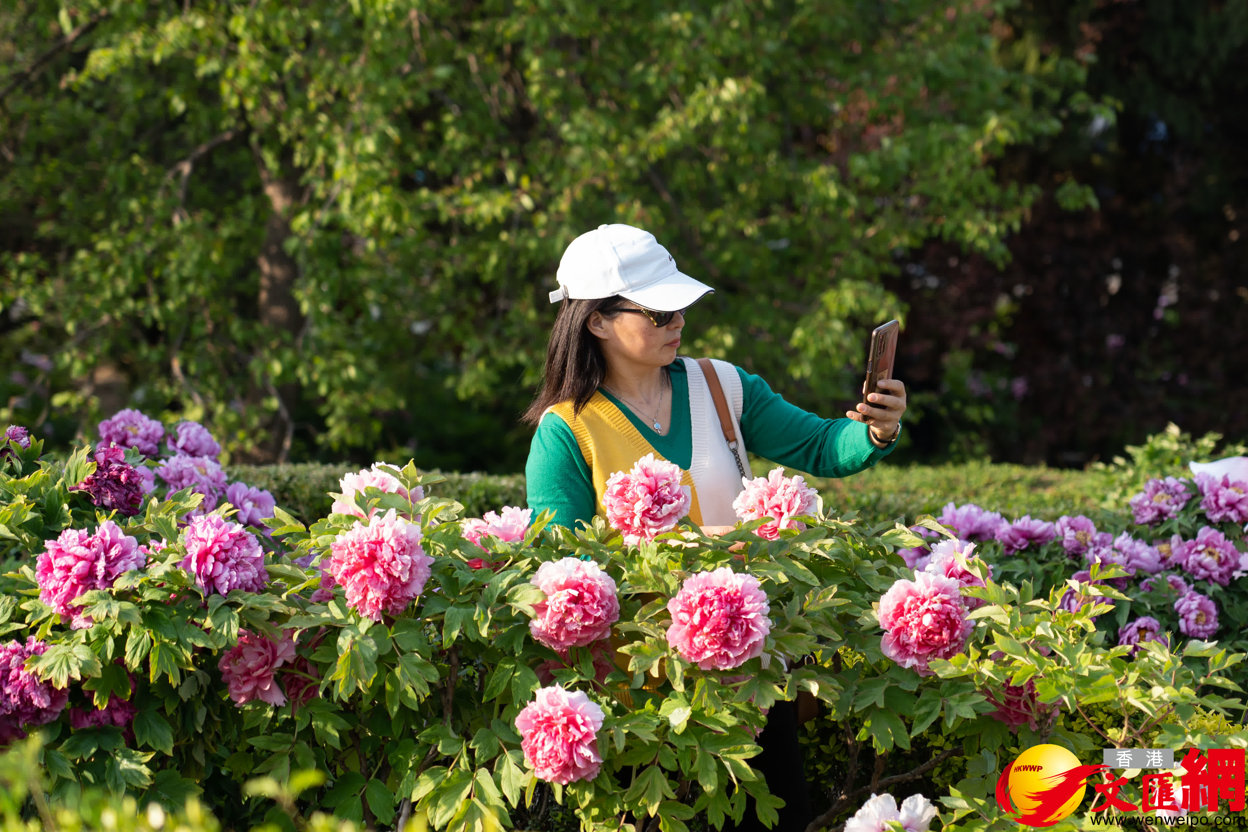 市民在牡丹園拍照留念。（記者胡臥龍 攝）