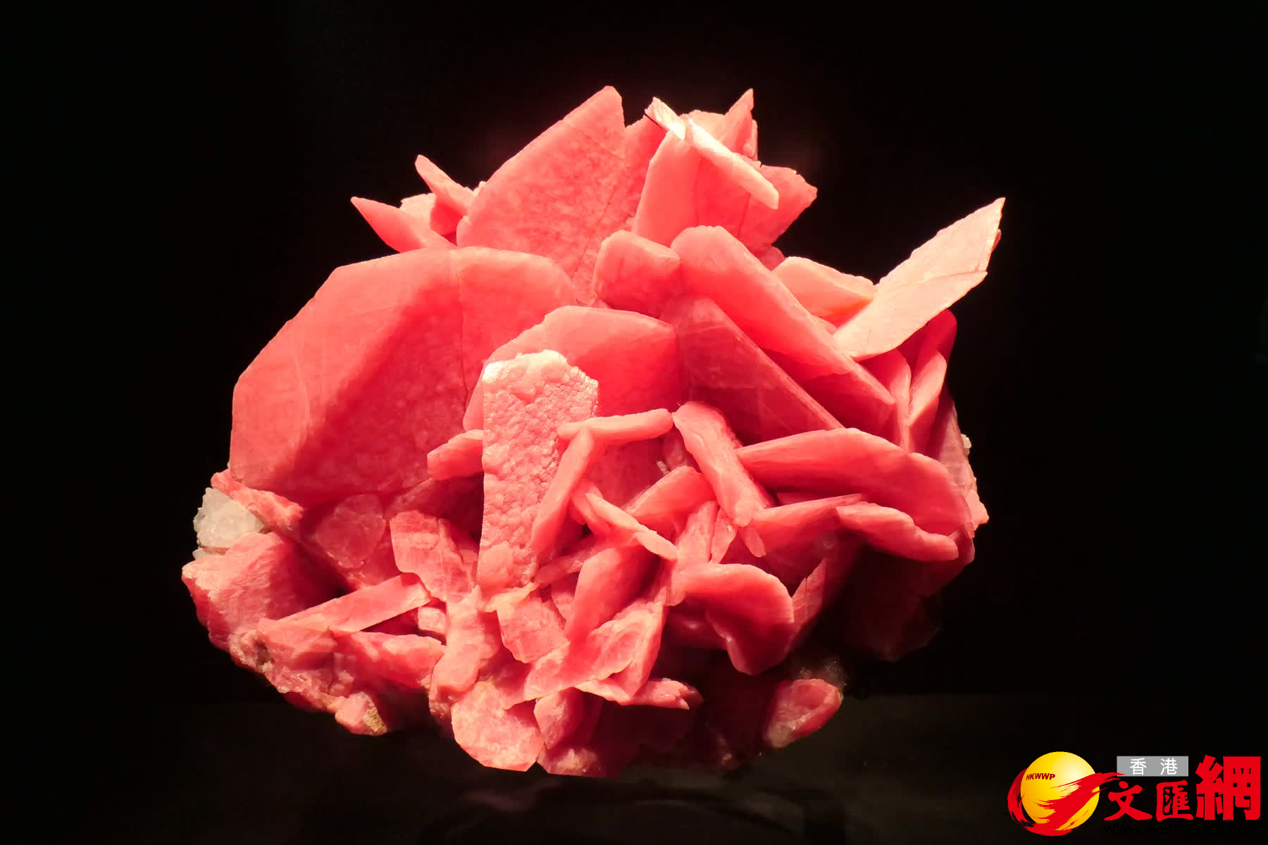 圖為世界最著名的絕美菱錳礦標本之一「中國皇后」。（賀鵬飛攝）