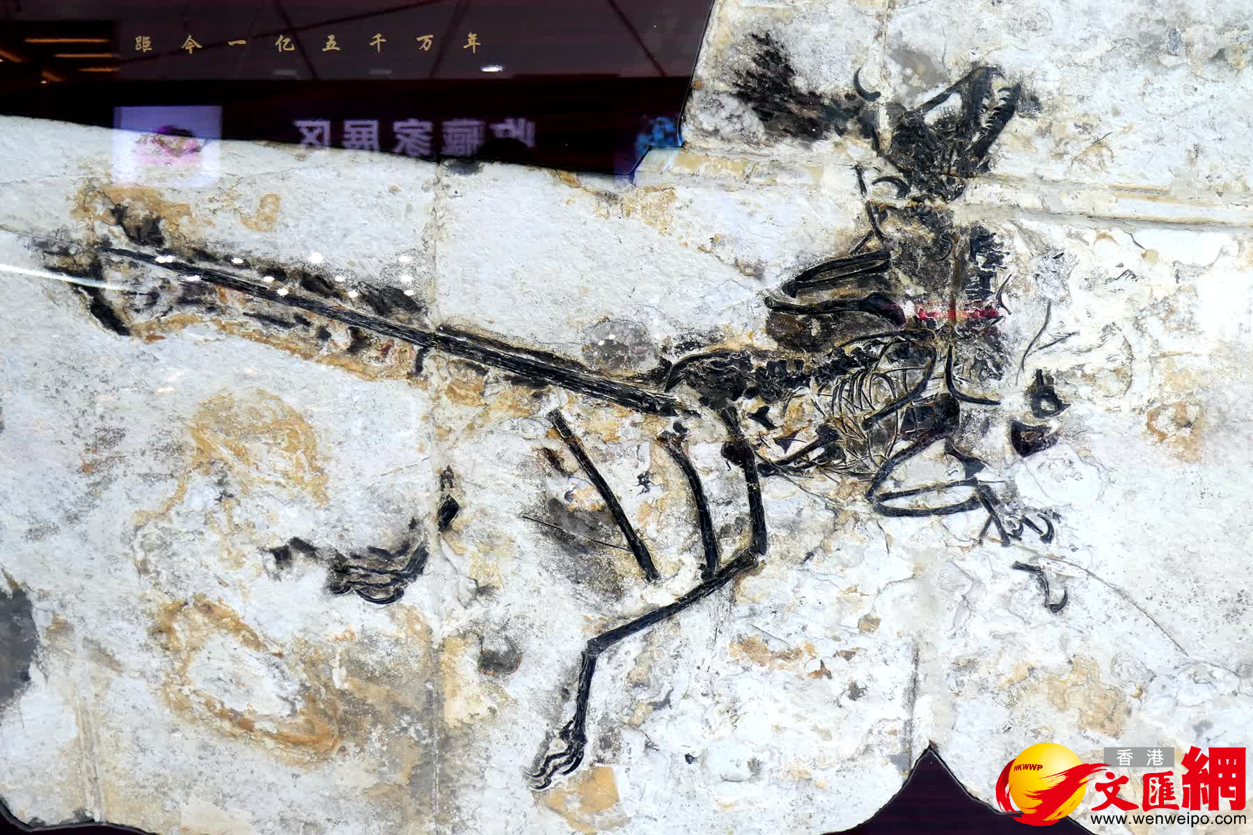 圖為本屆礦博會展出的白堊紀早期（距今約1.3-1.2億年）的千禧中國鳥龍化石。（賀鵬飛攝）