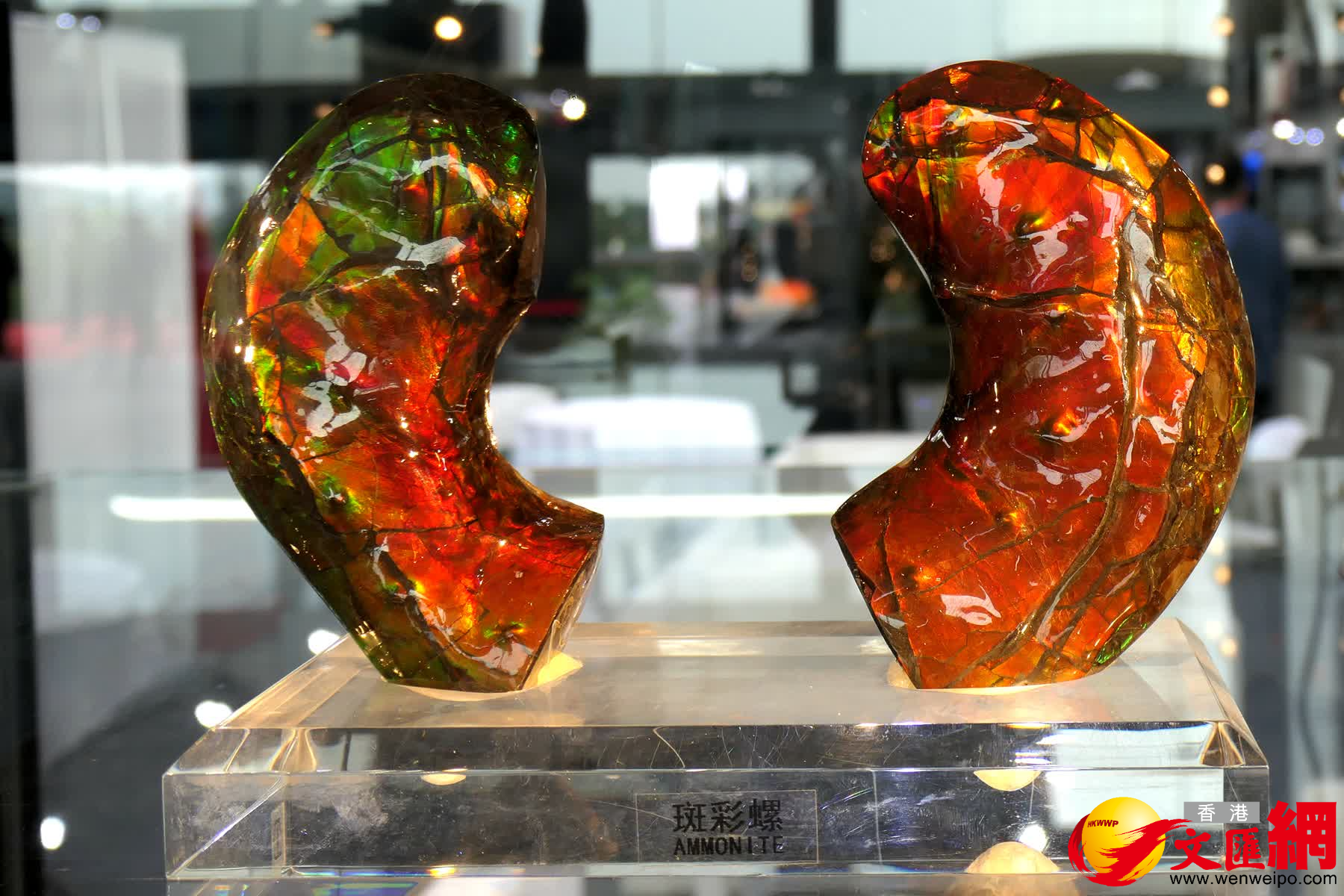 圖為產於加拿大的斑斕菊石。（賀鵬飛攝）