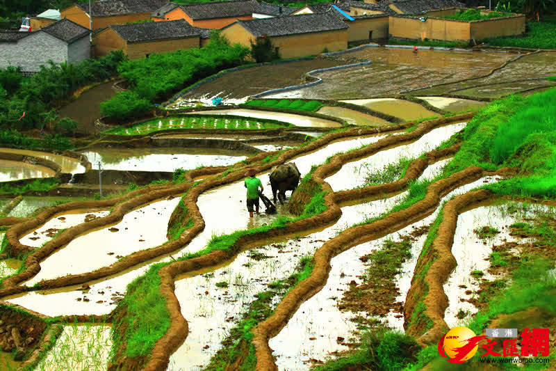 梯田裏一片農耕美景。 （通訊員趙輝、龔祖金 攝）