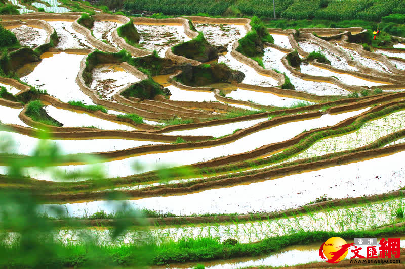 梯田美景。（通訊員趙輝、龔祖金 攝）