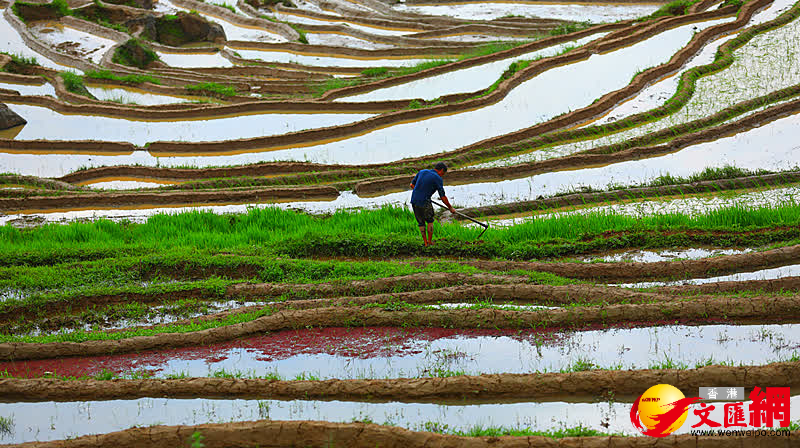 梯田裏農人正在耕耘。（通訊員趙輝、龔祖金 攝）