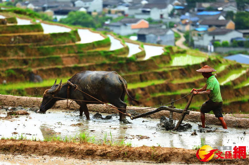 梯田裏農人正在耕耘。（通訊員趙輝、龔祖金 攝）