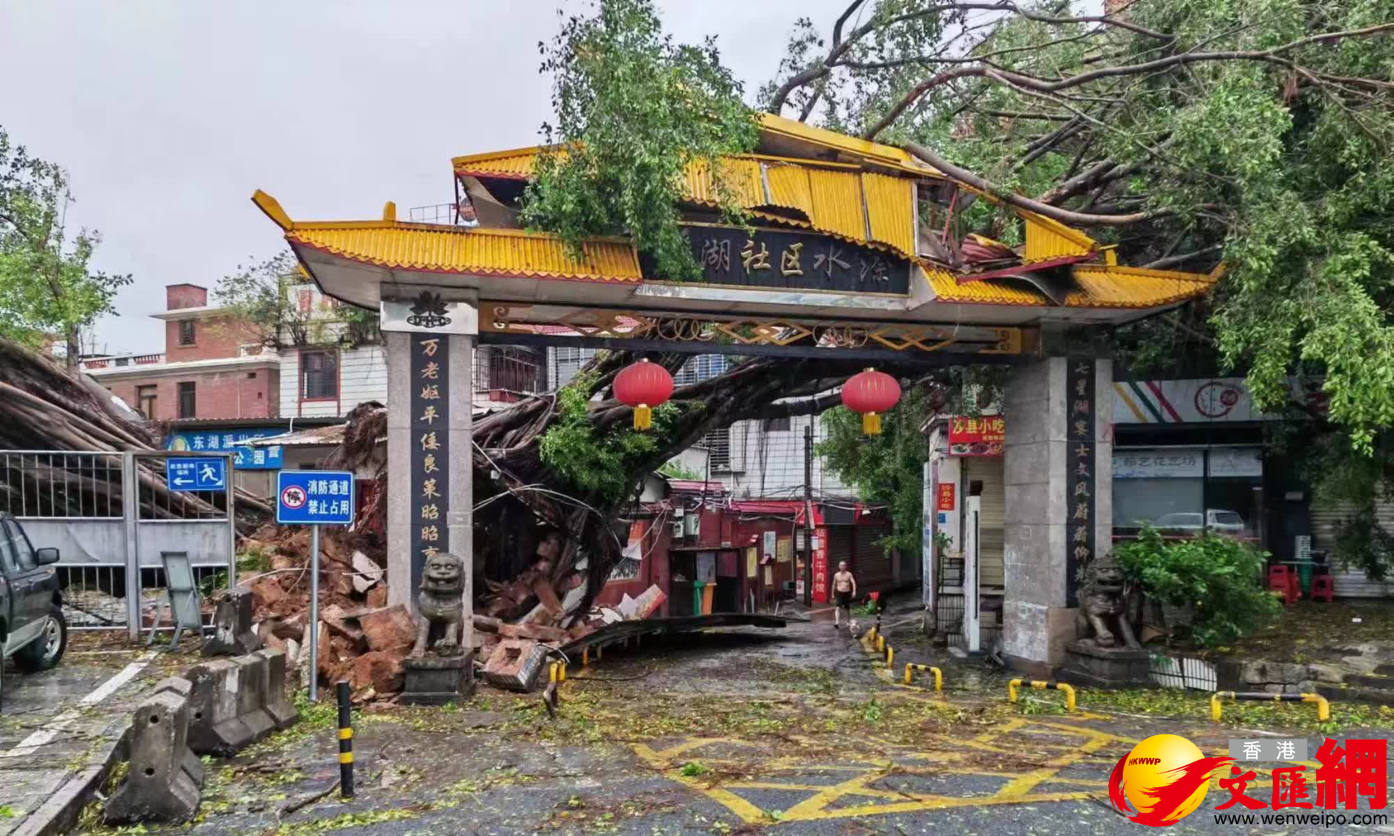 「杜蘇芮」28日襲閩，數人合抱粗的大樹被狂風颳倒。（蔣煌基攝）