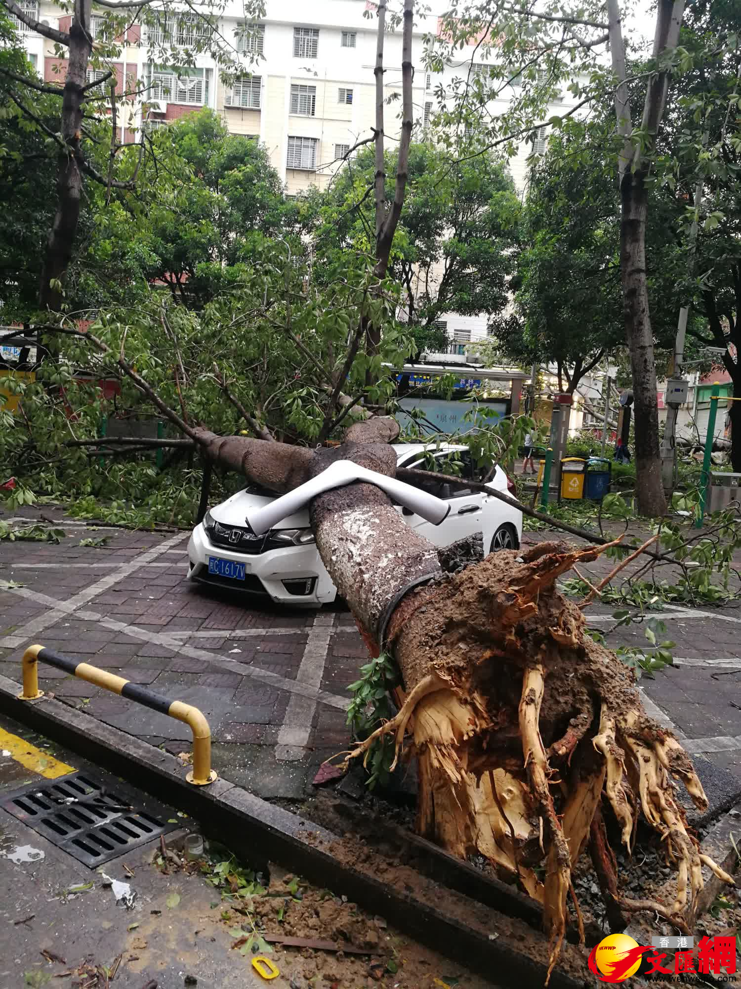 大樹被「杜蘇芮」強風連根拔起並砸壞停靠車輛。（蔣煌基攝）