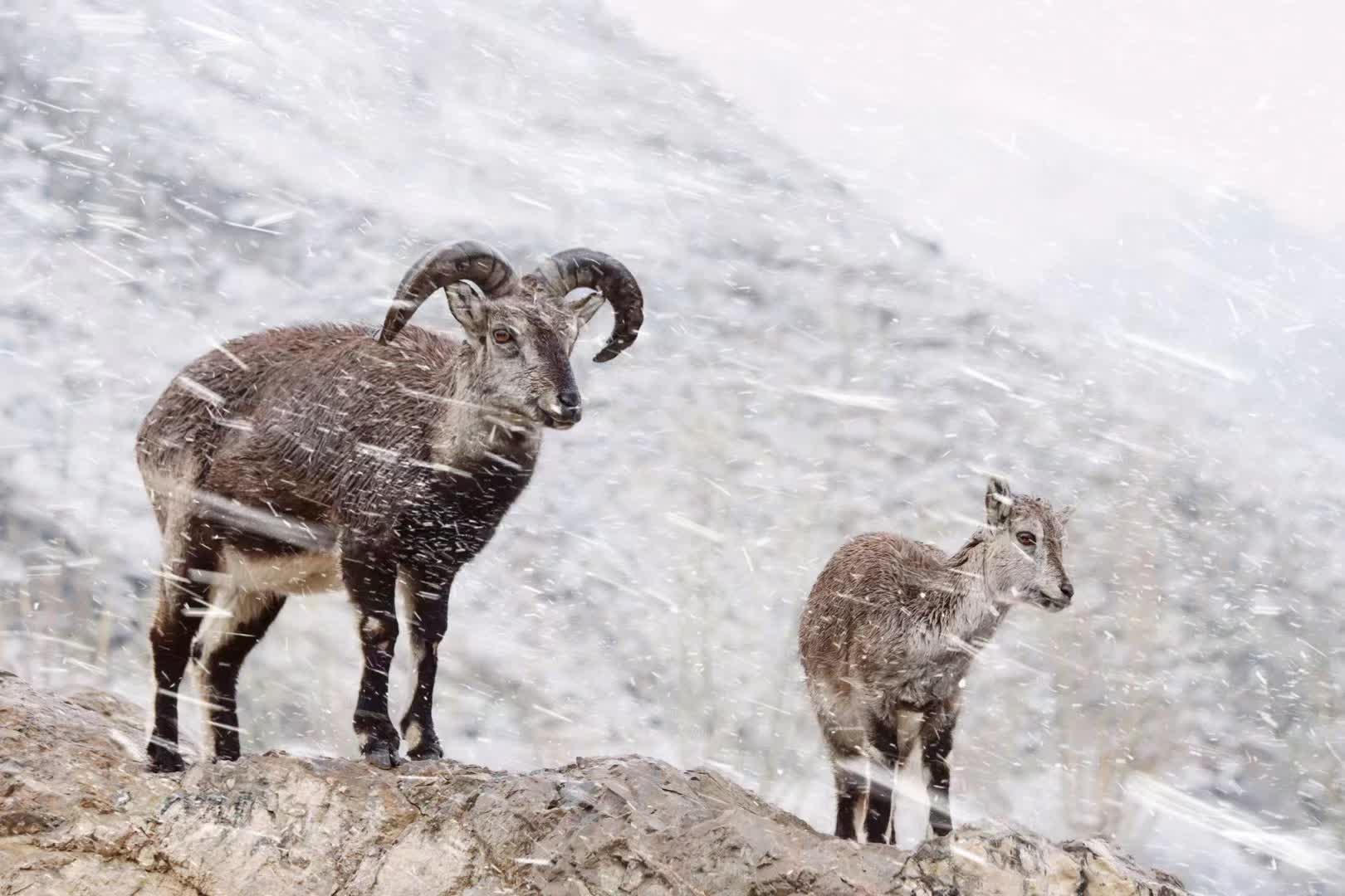 岩羊傲立風雪中。記者王尚勇攝

