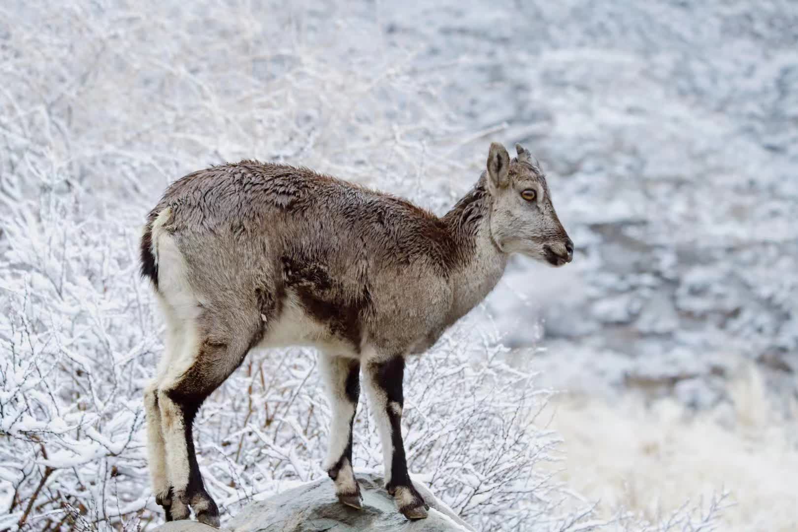 堅強的岩羊。記者王尚勇攝

