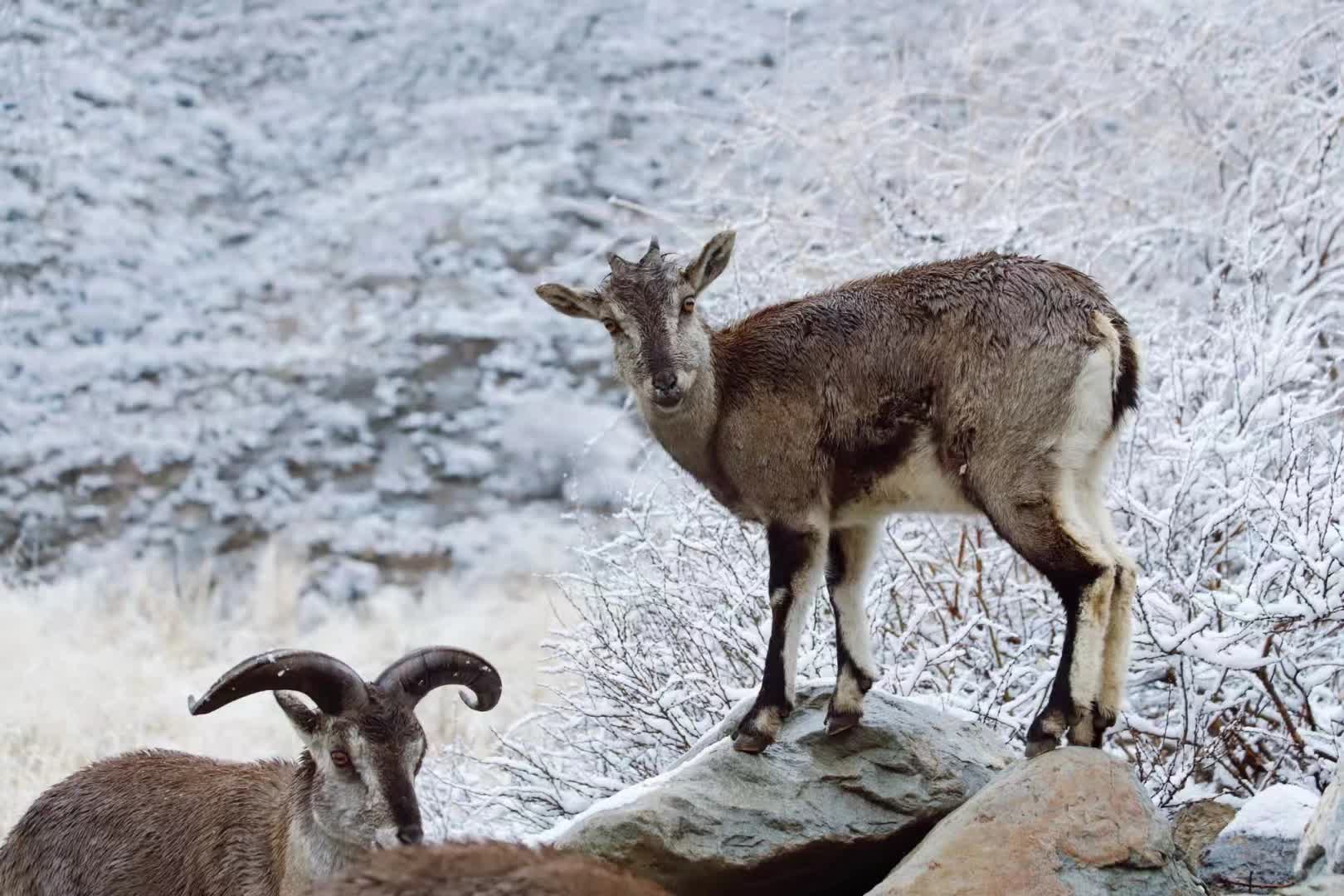 結伴的岩羊。記者王尚勇攝