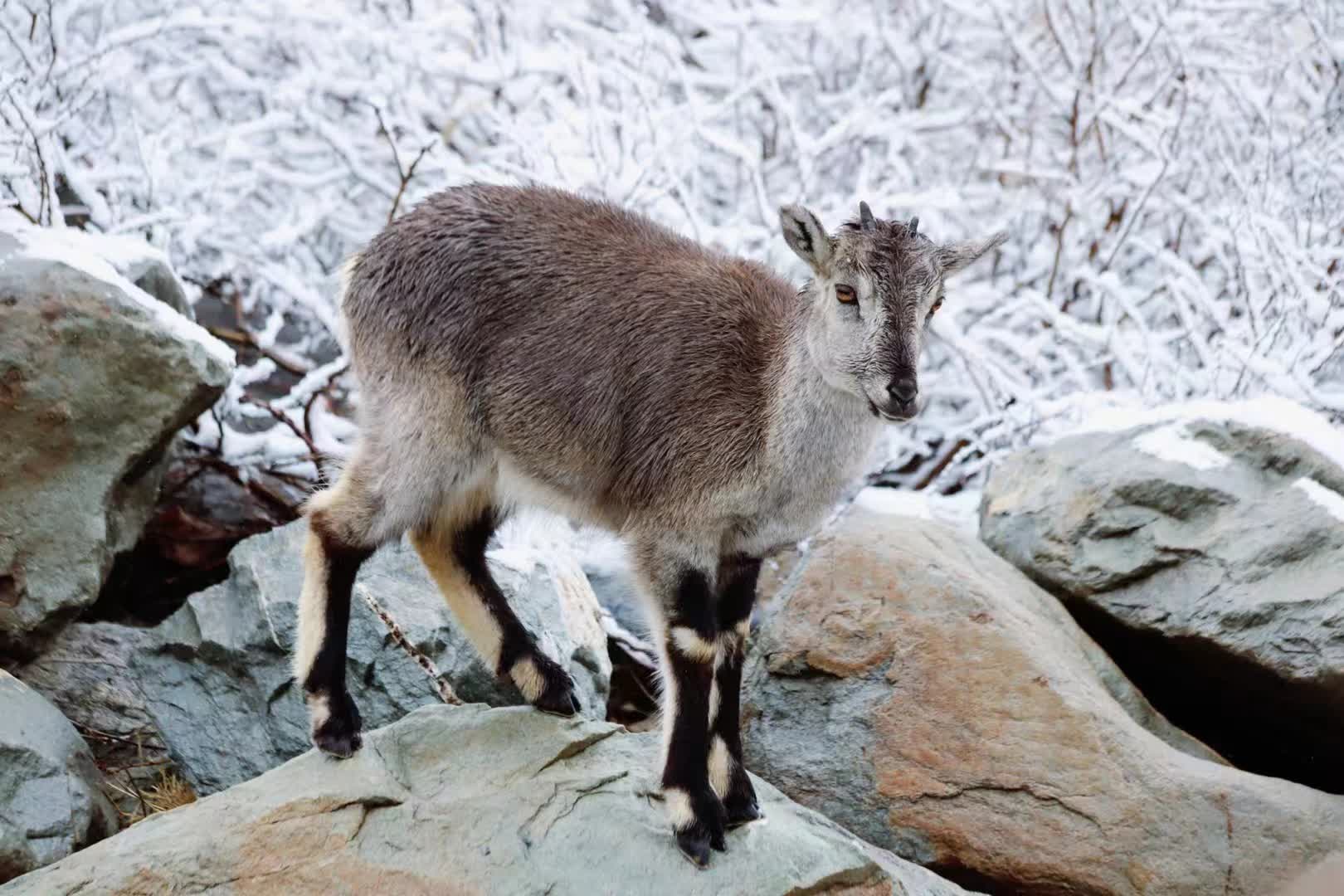 岩羊與人類近距離接觸。記者王尚勇攝

