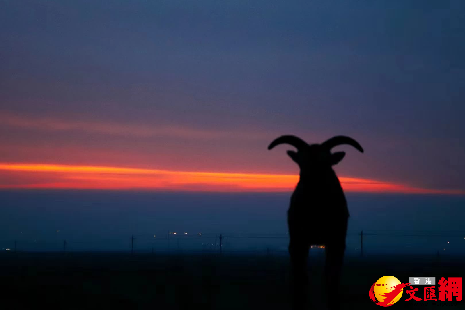 國家二級保護動物岩羊也迎接新年第一縷陽光。（記者王尚勇攝）