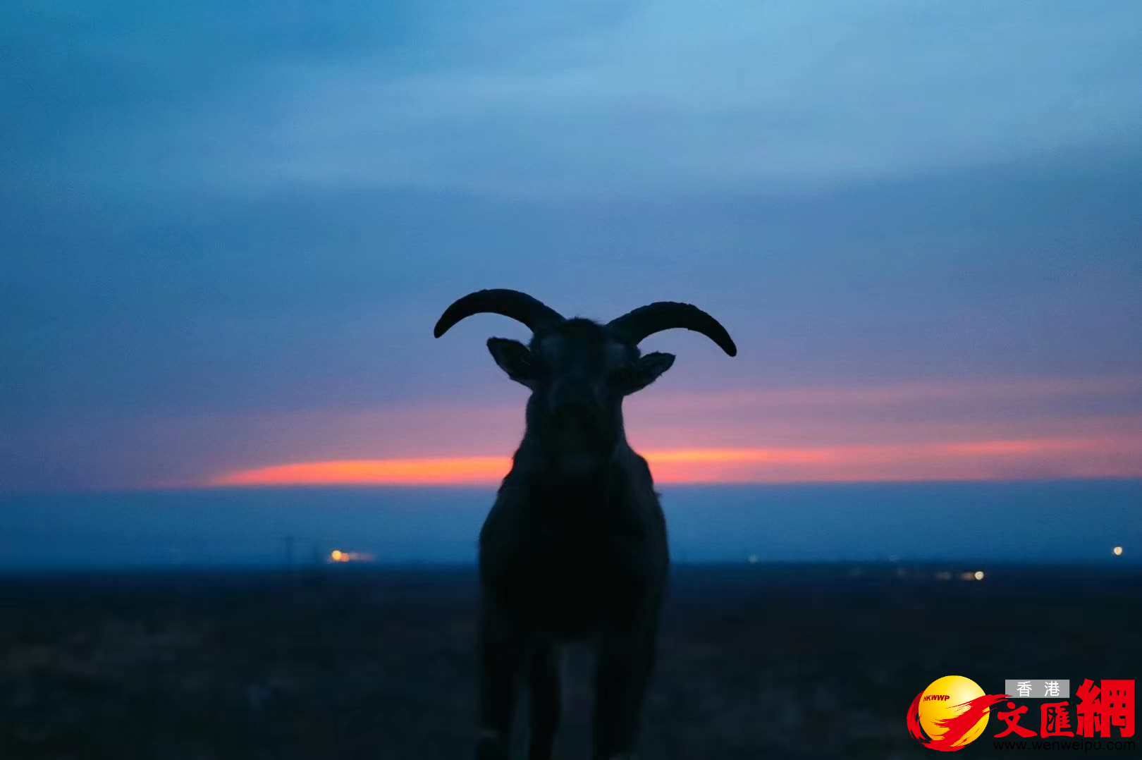 國家二級保護動物岩羊也迎接新年第一縷陽光。（記者王尚勇攝）