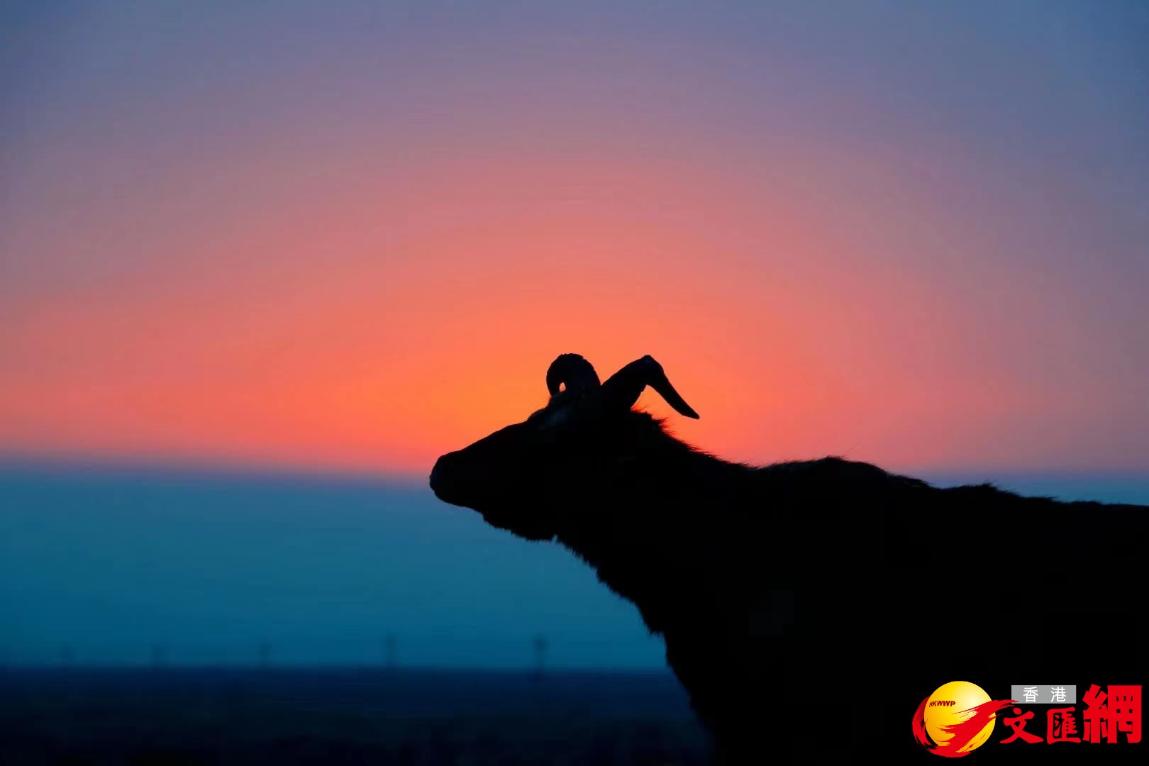 國家二級保護動物岩羊也迎接新年第一縷陽光。（記者王尚勇攝）