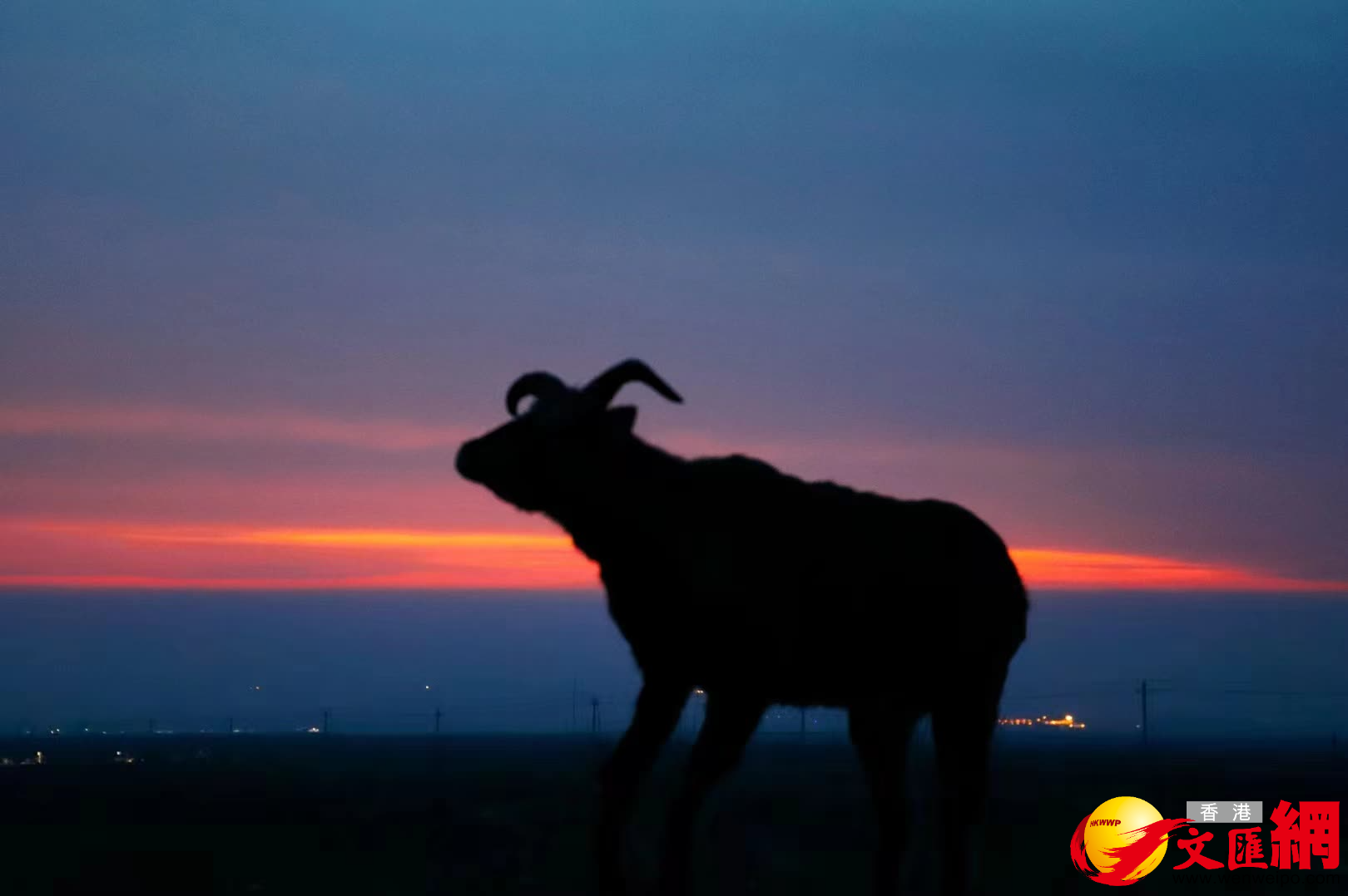 國家二級保護動物岩羊也迎接新年第一縷陽光。（記者王尚勇攝）