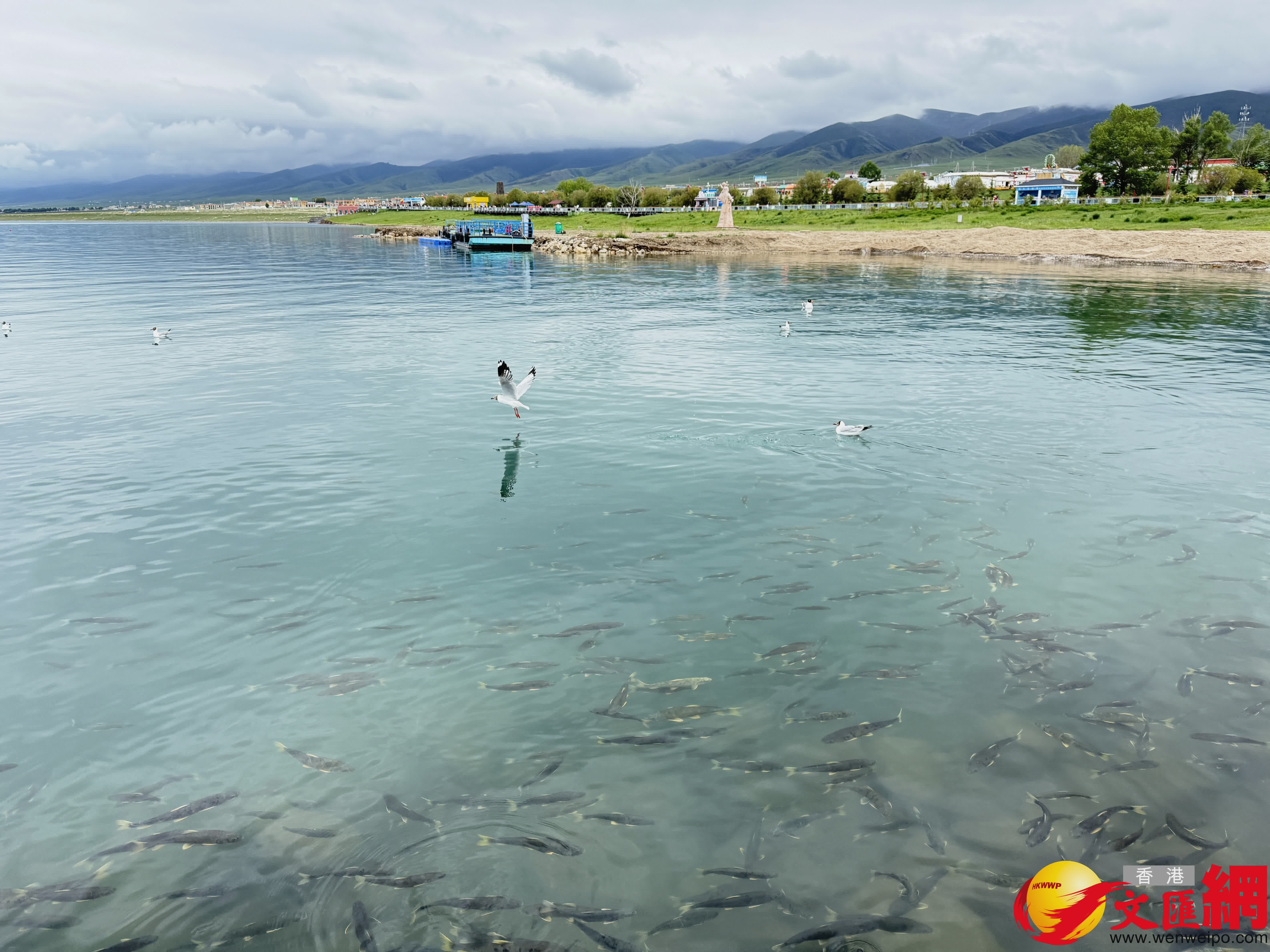 青海湖景區魚鳥共生的生態環境格外優美。(記者張仕珍 攝) 青海湖景區魚鳥共生的生態環境格外優美。(記者張仕珍 攝)