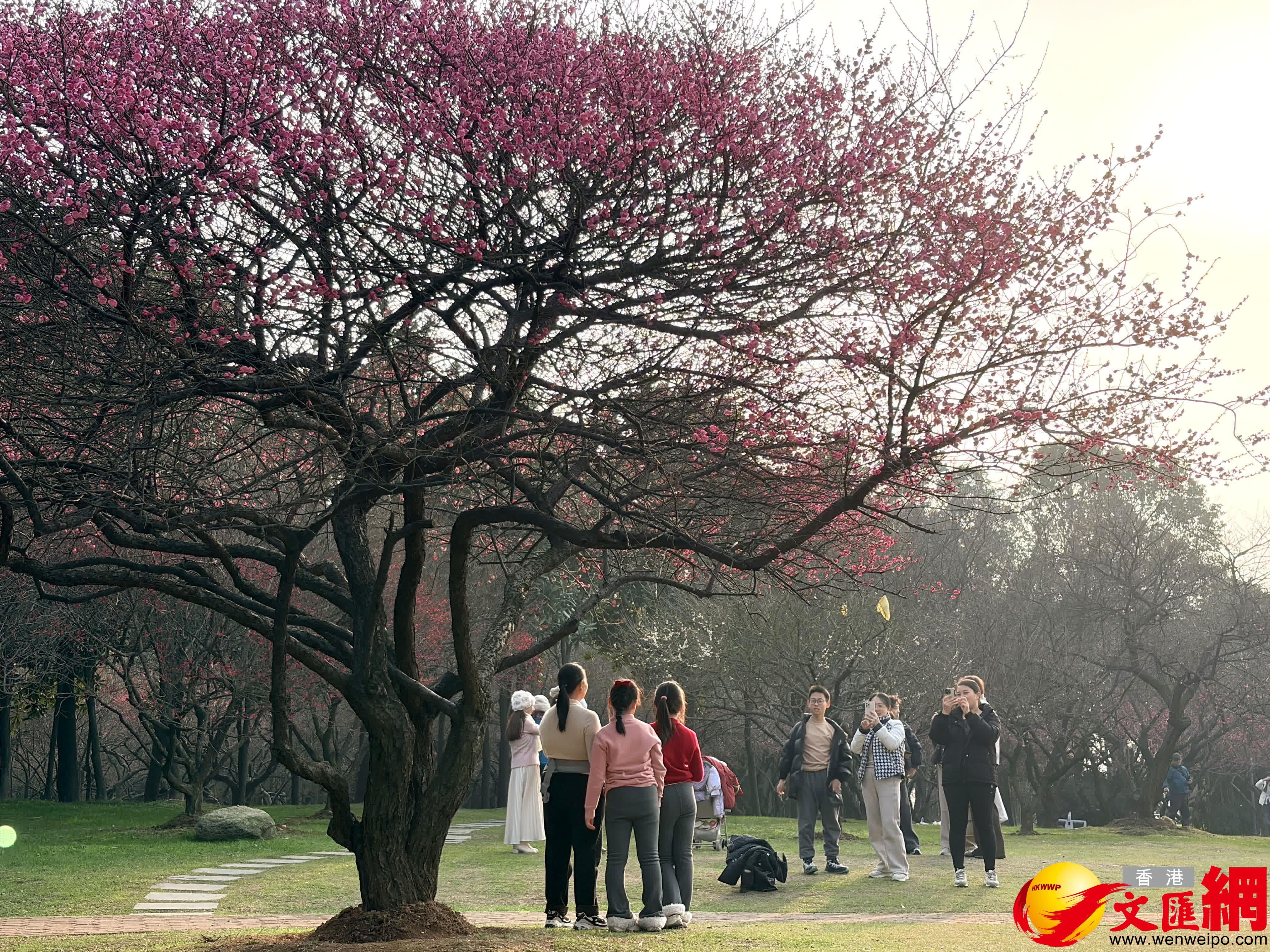 賞花拍照，其樂融融。（記者姚進攝）