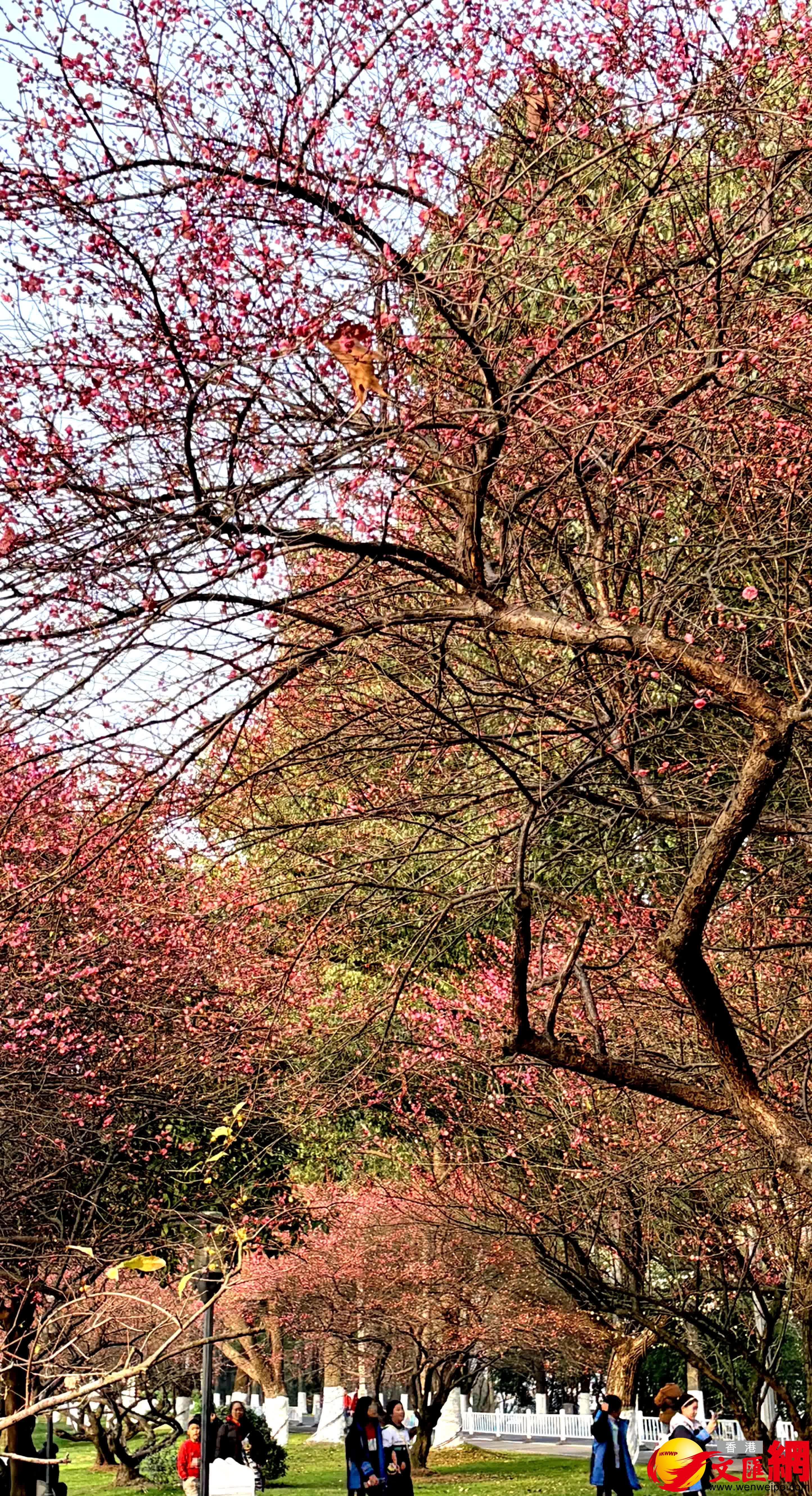 粉梅怒放。（記者姚進攝）