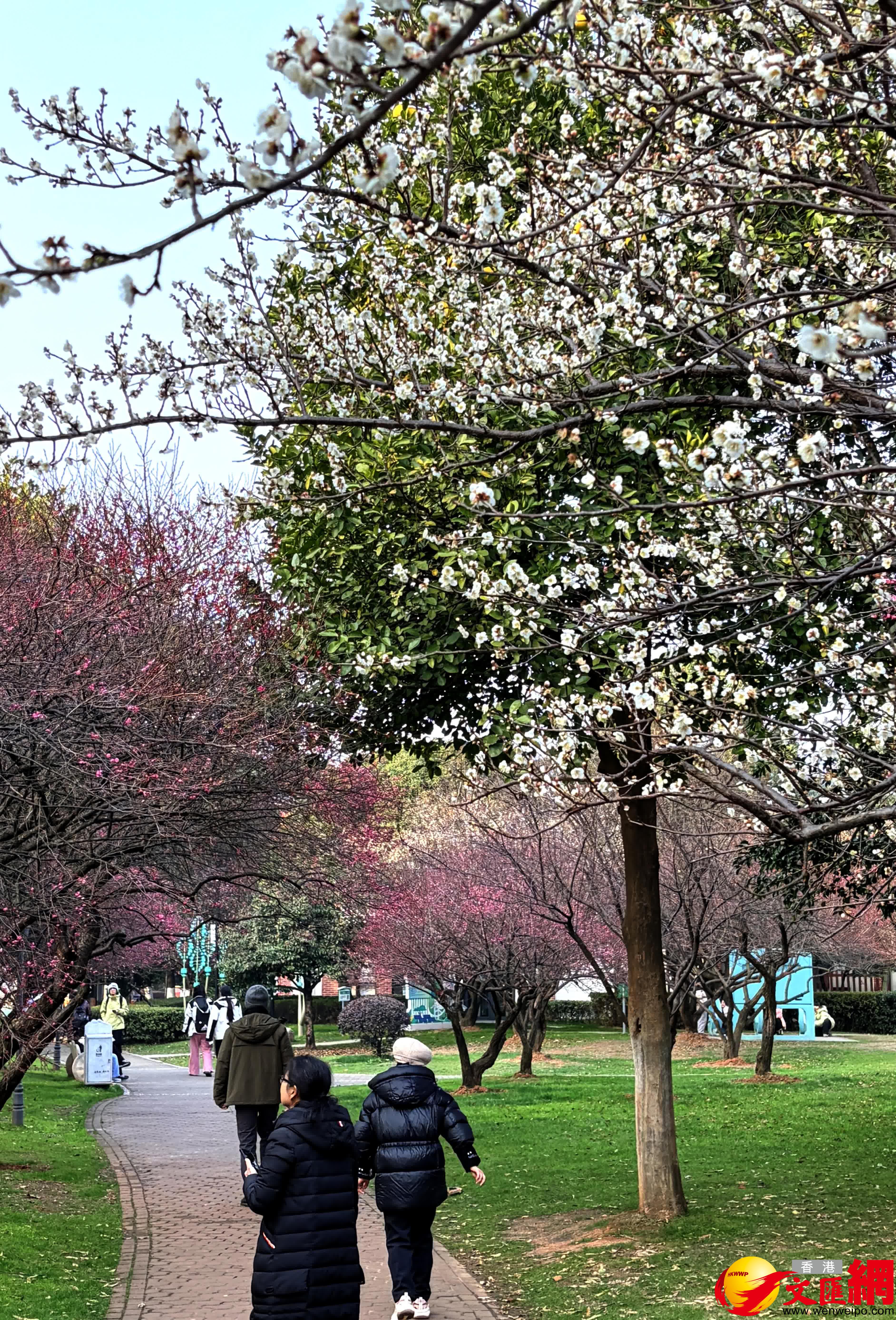 白梅賽雪。（記者姚進攝）
