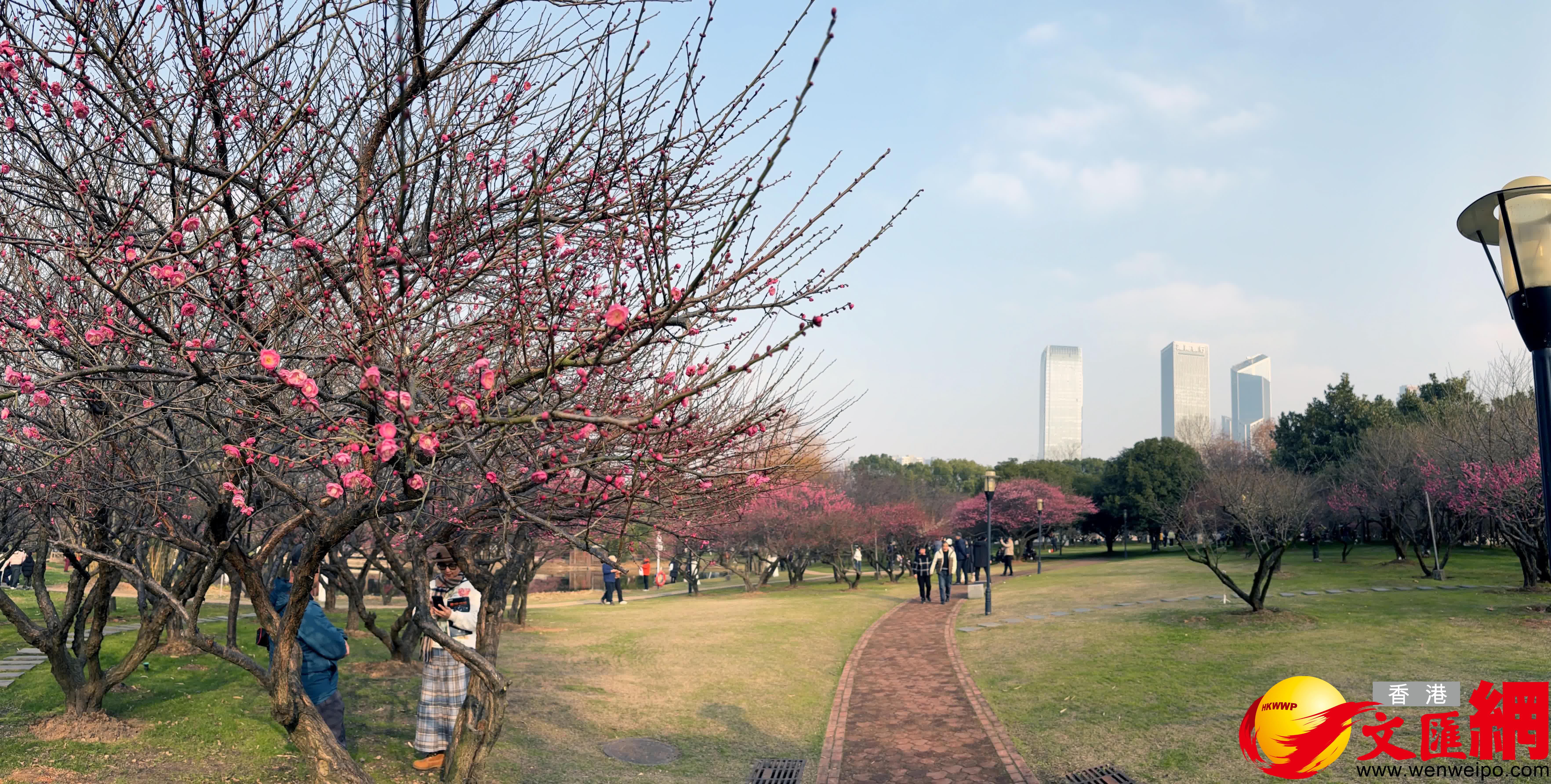 藍天下的粉梅更添嬌艷。（記者姚進攝）