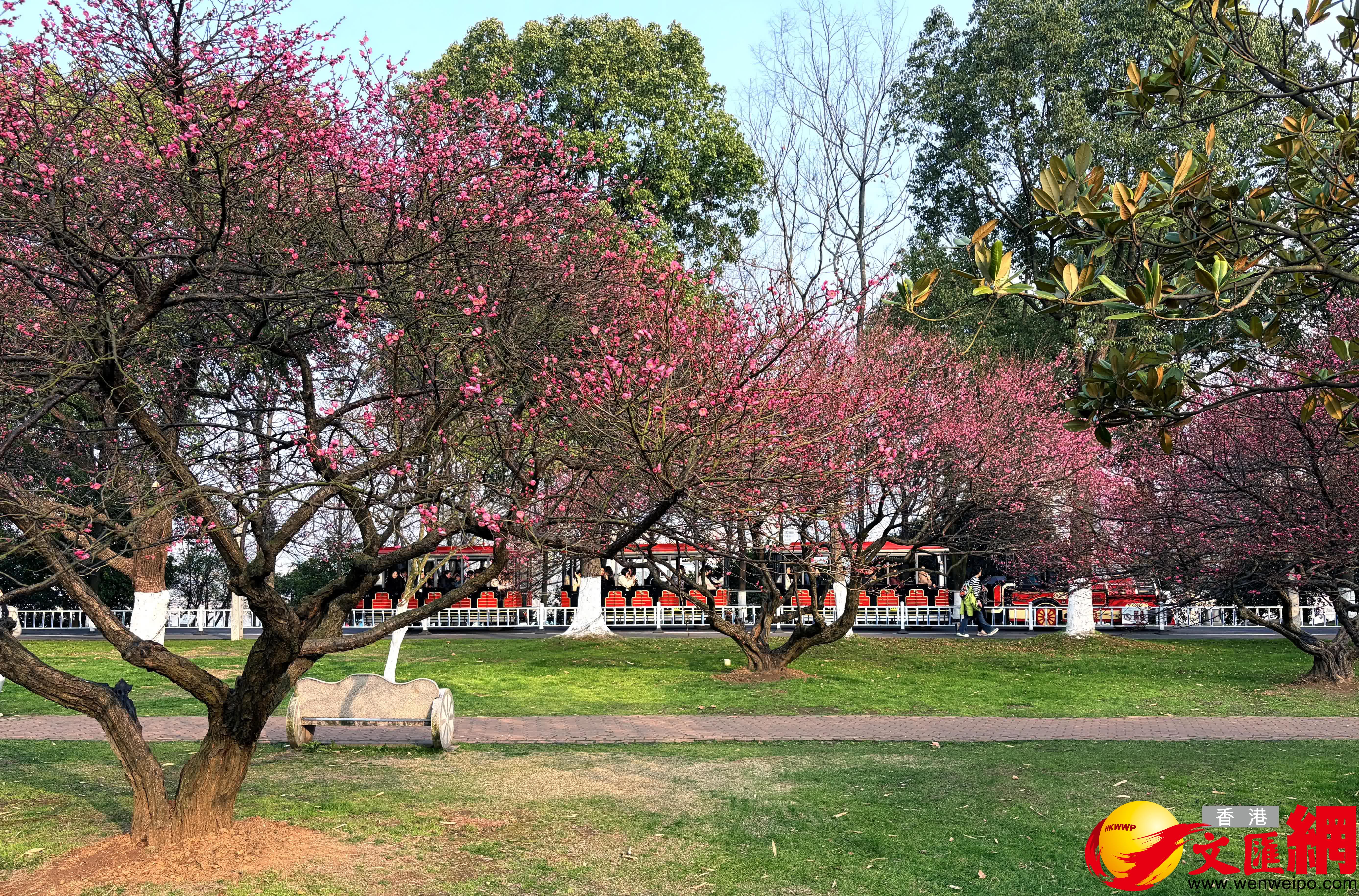 橘子洲景區的小火車滿載遊客，從梅林邊駛過。（記者姚進攝）