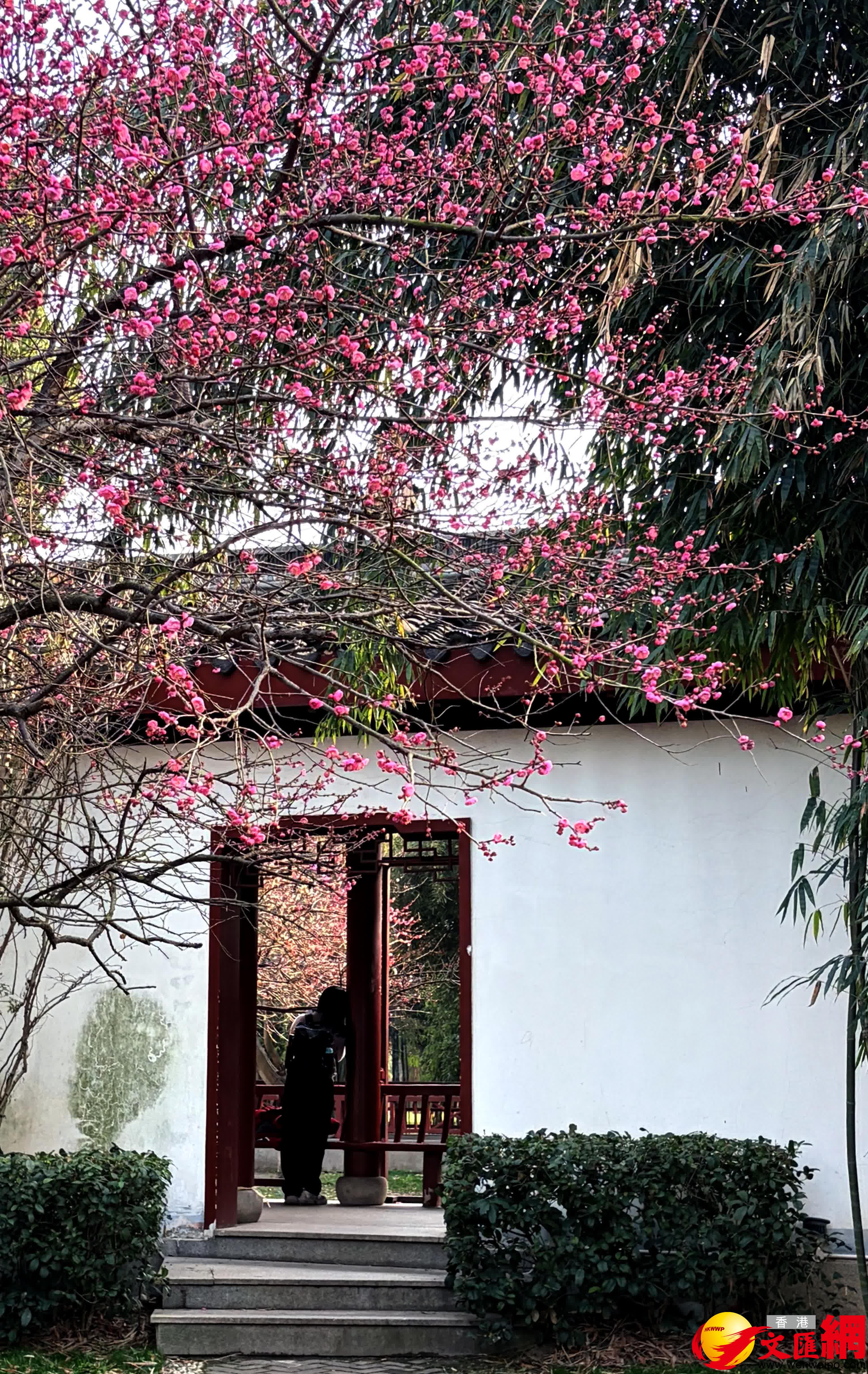 梅園一角。（記者姚進攝）