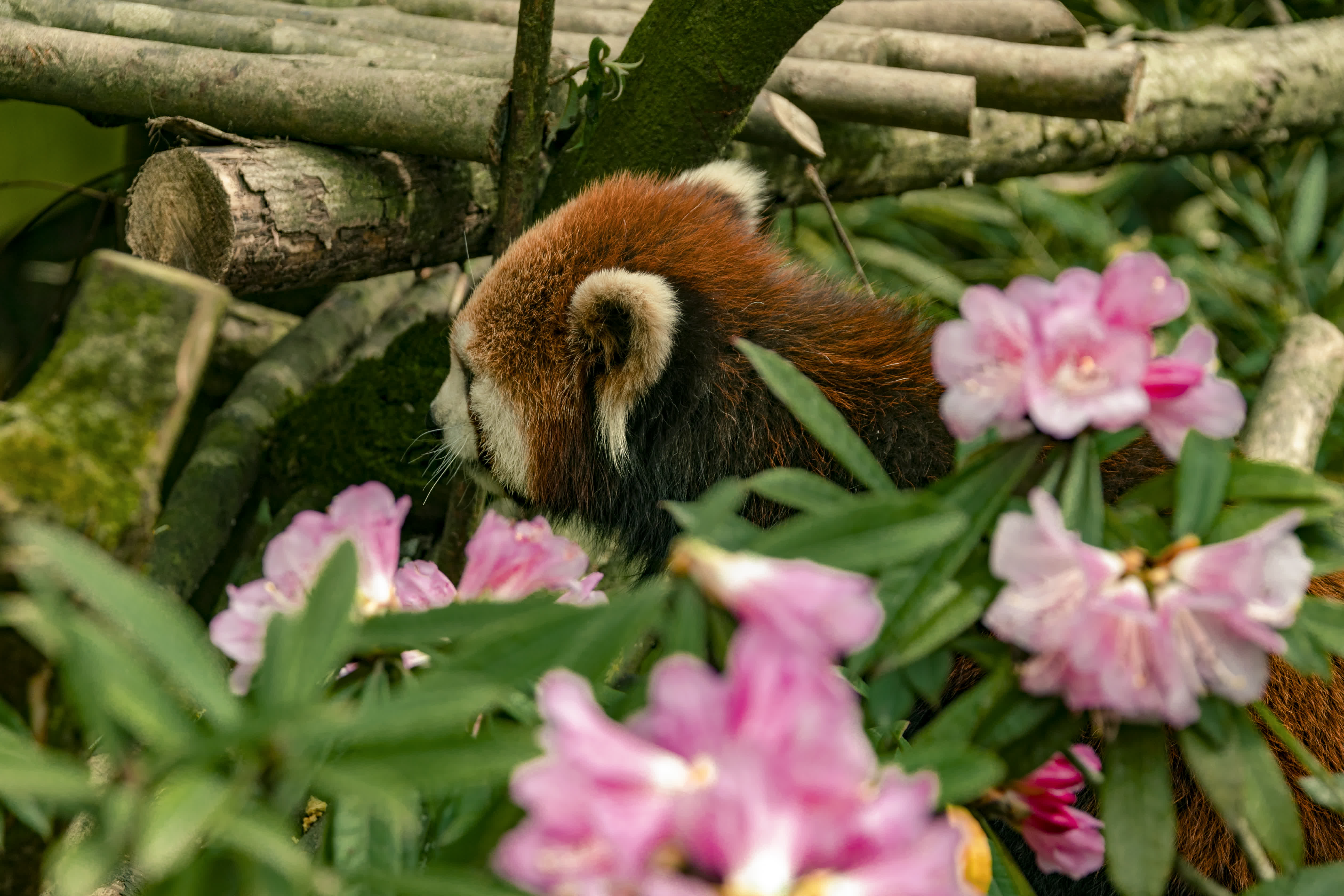 高山杜鵑與小熊貓（受訪者供圖）