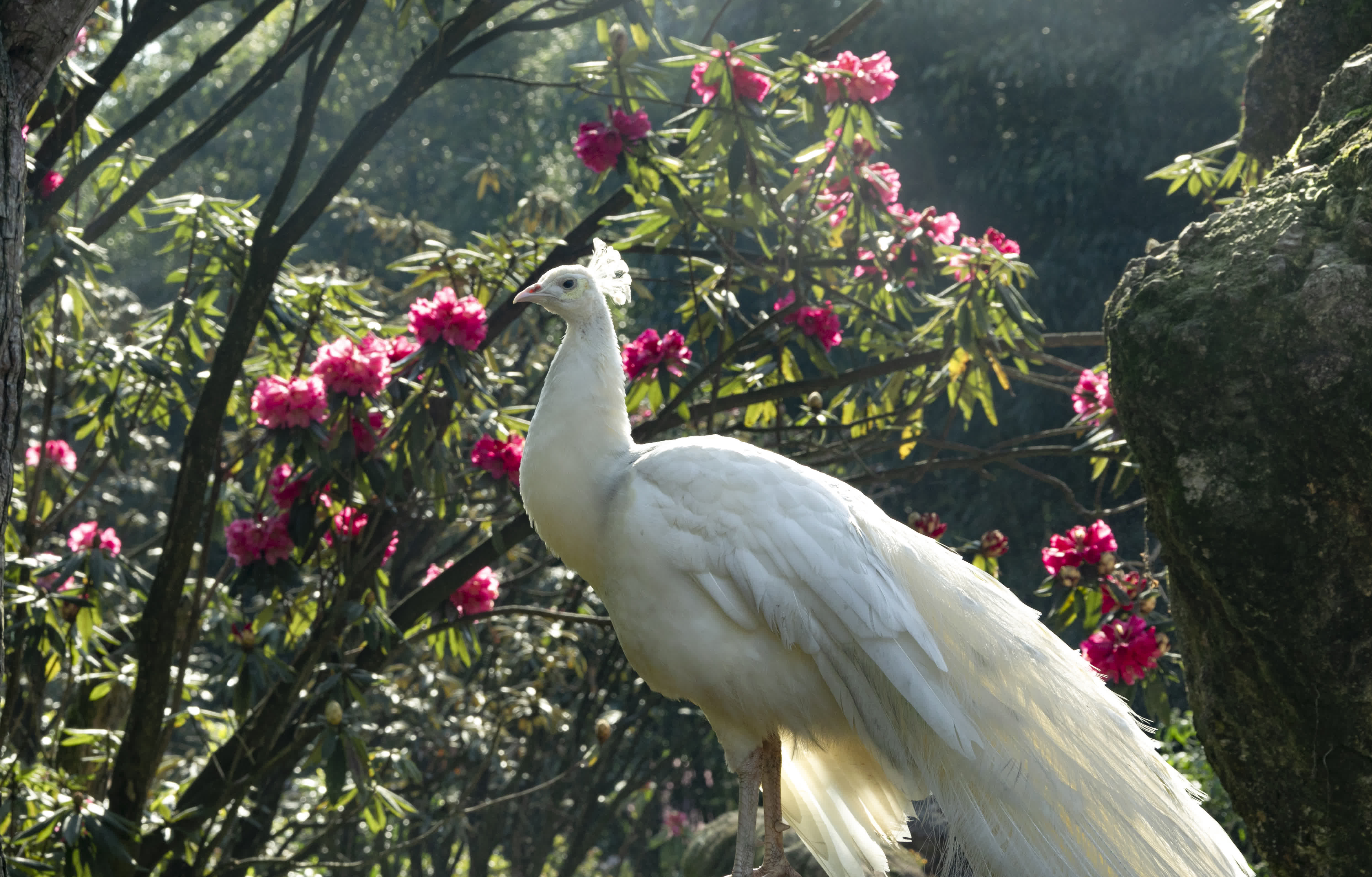 杜鵑花叢中的白孔雀（受訪者供圖）