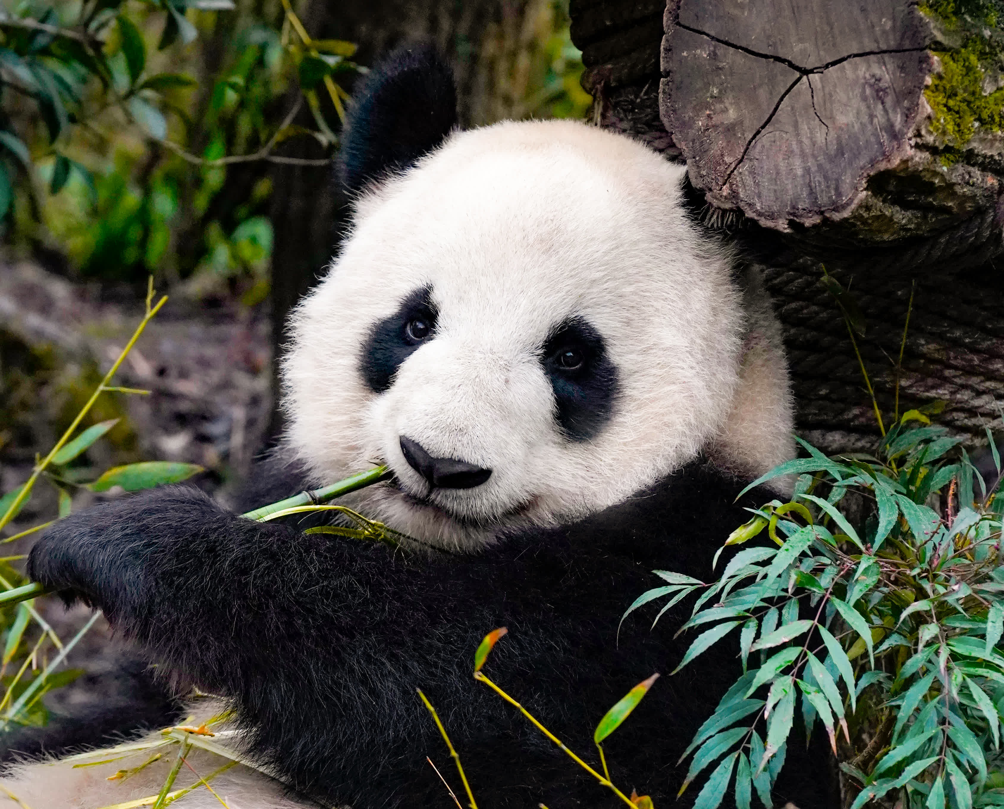 熊貓谷不僅有大熊貓，還有高山杜鵑（受訪者供圖）