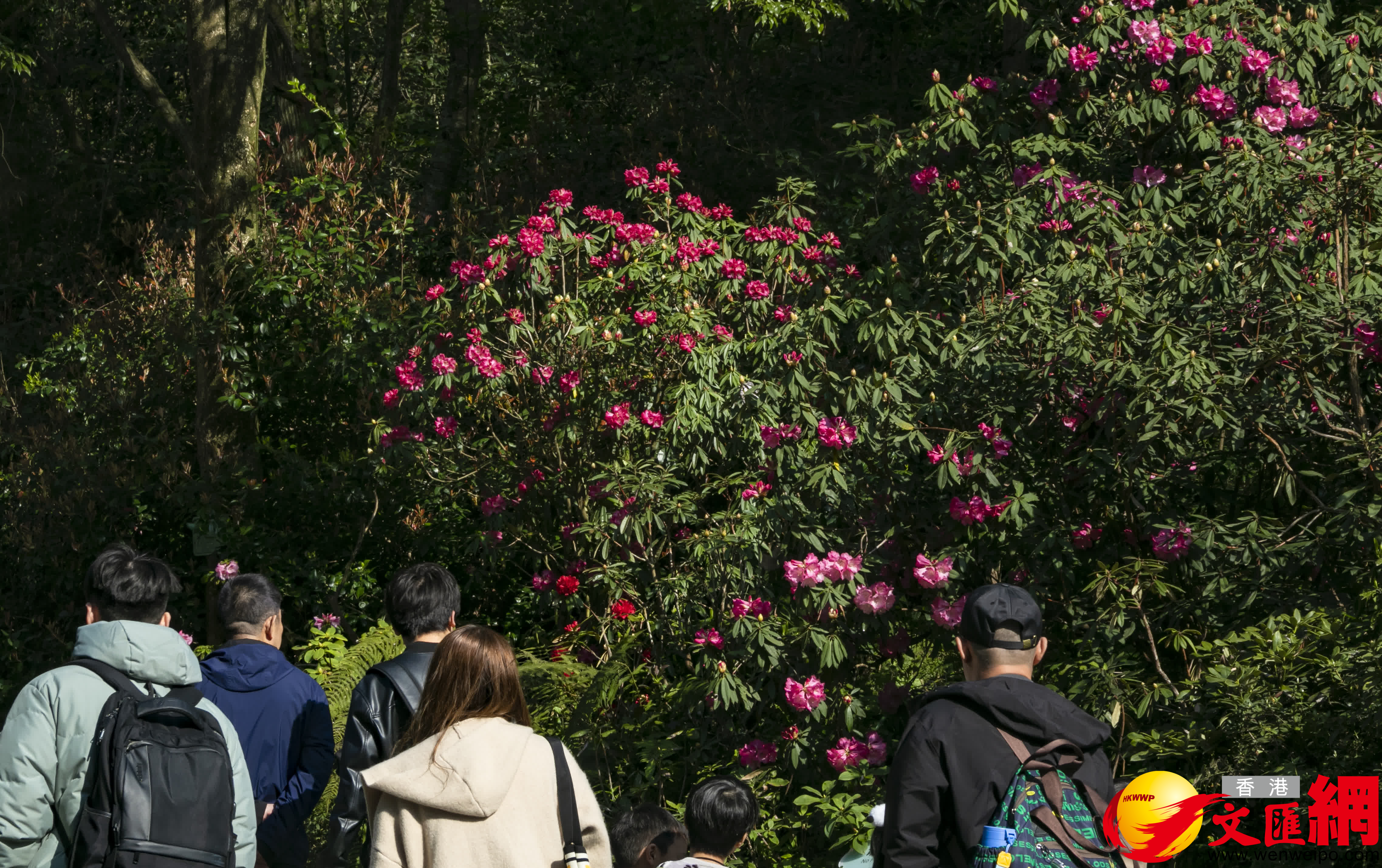 許多高山杜鵑品種都有着高大挺拔的身形和嬌嫩鮮艷的花簇（香港文匯網記者 向芸 攝）