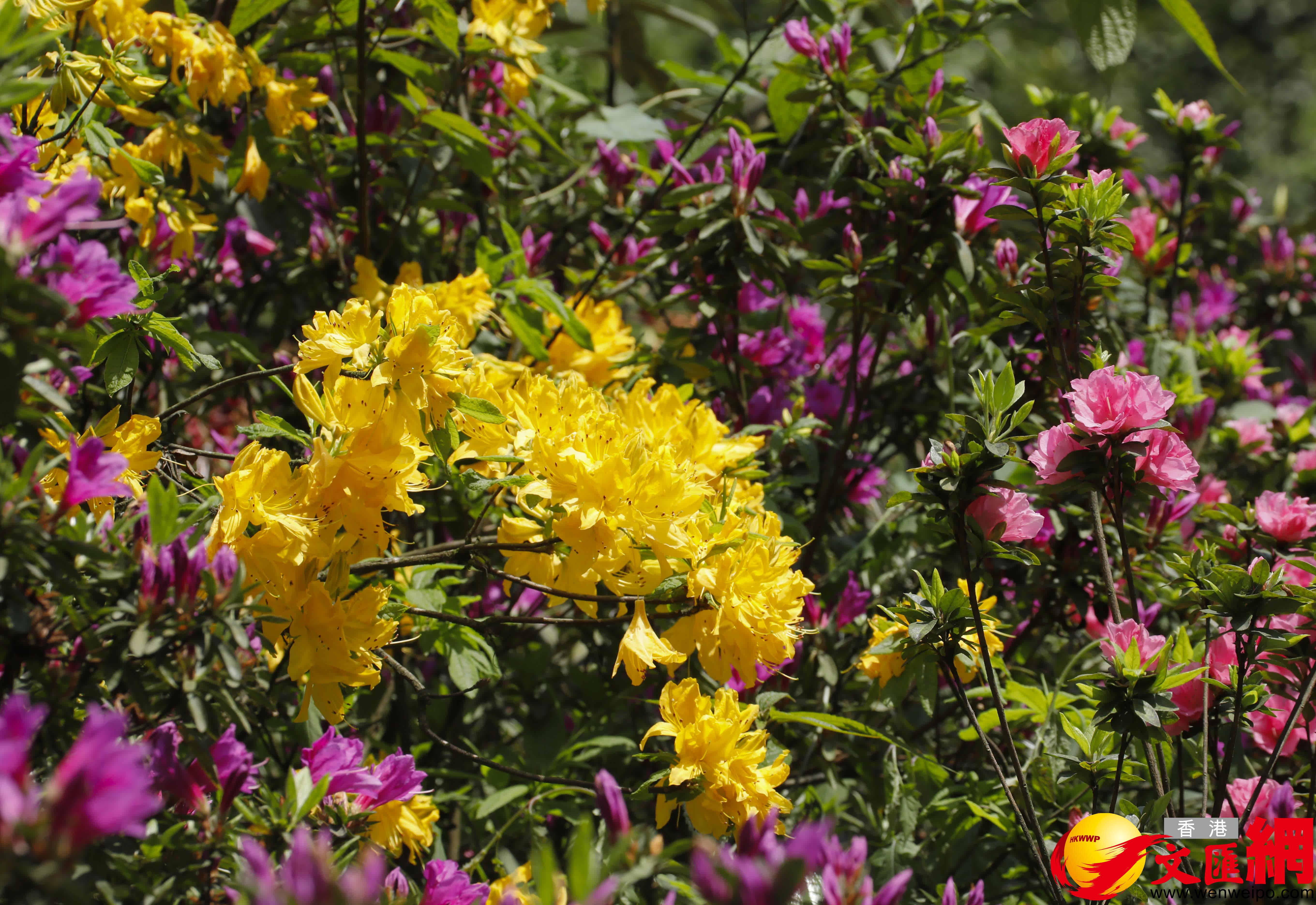 羊躑躅、毛鵑、映山紅（香港文匯網記者 向芸 攝）