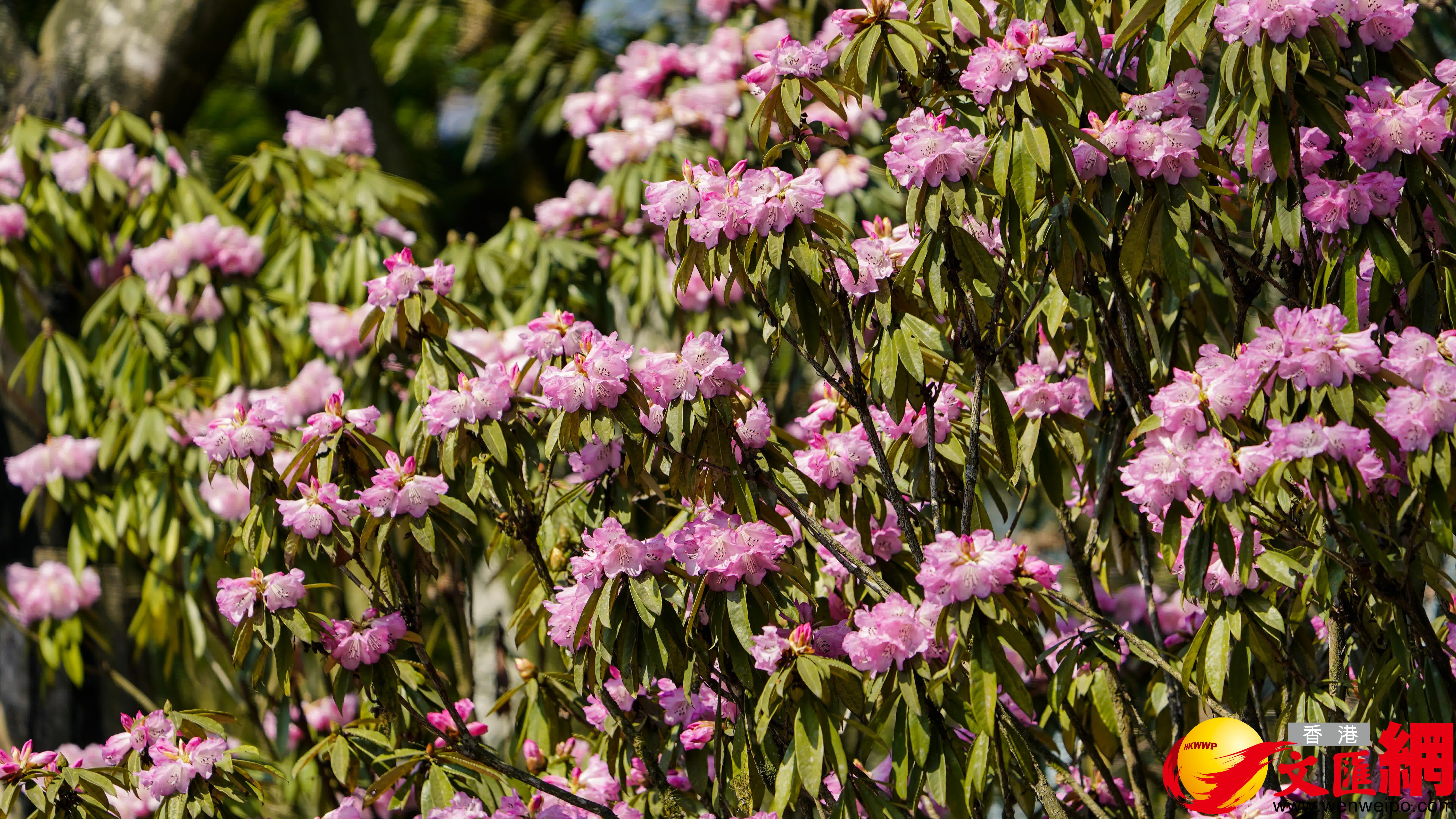 岷江杜鵑（香港文匯網記者 向芸 攝）