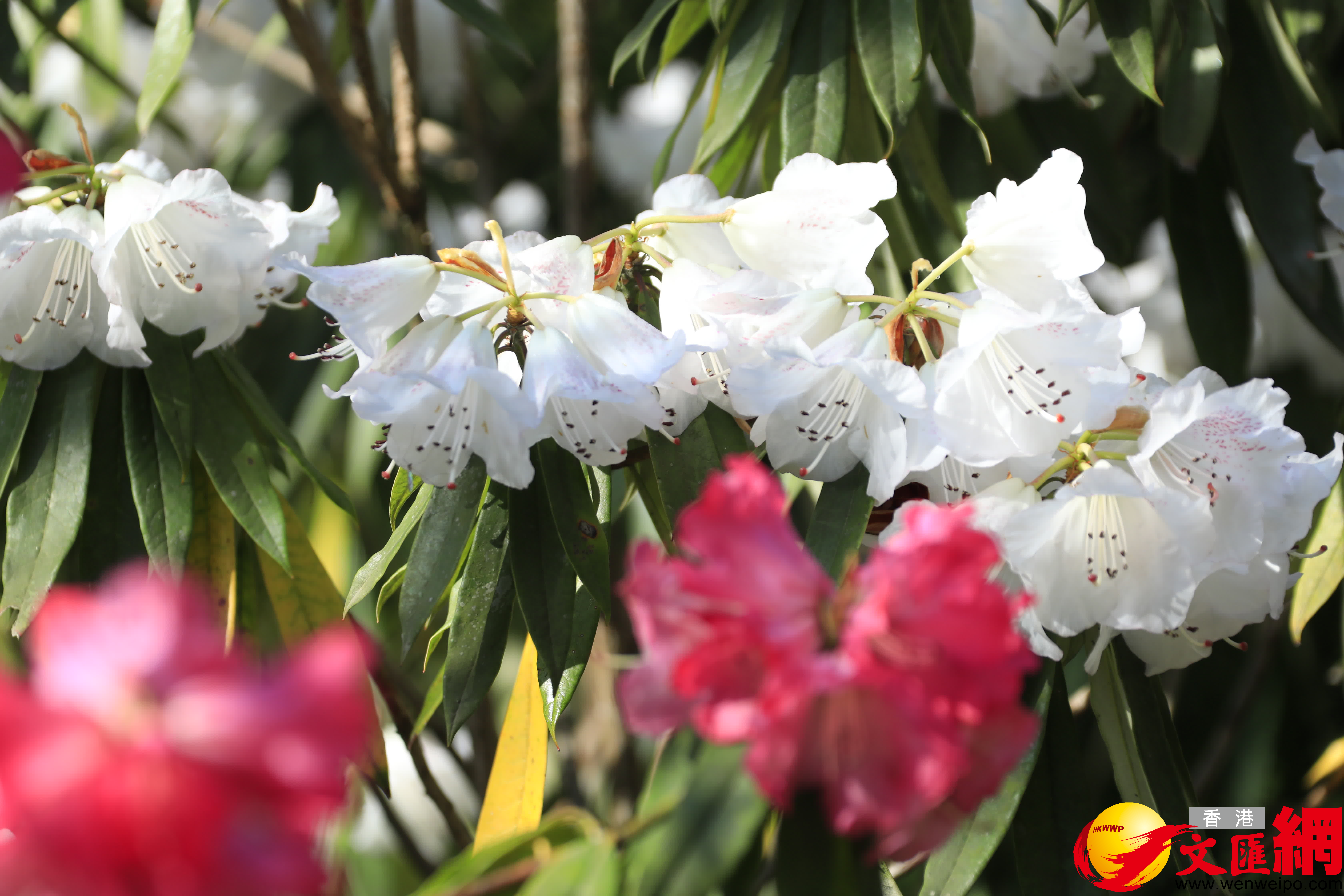 今年高山杜鵑花期預計將持續到5月（香港文匯網記者 向芸 攝）