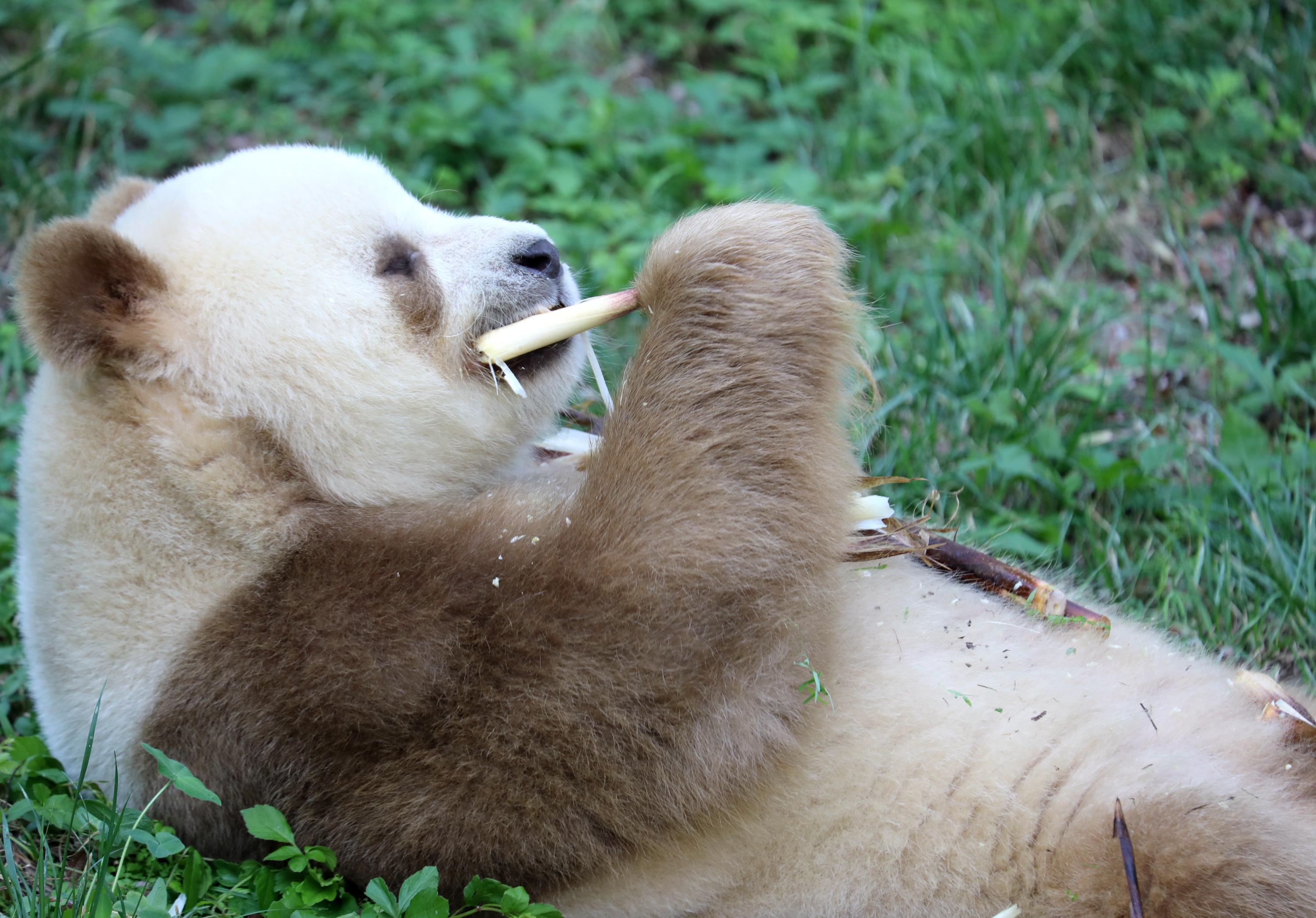 生活在陜西西安秦嶺大熊貓研究中心的「七仔」是世界唯一圈養棕色大熊貓。今年11歲的「七仔」因獨特的毛色與憨態可掬的吃相走紅網絡，深受大家喜愛。在工作人員的悉心照料下，目前「七仔」身體狀況良好。這是9月17日，「七仔」在位於陜西西安的秦嶺大熊貓研究中心吃竹筍。（新華社）