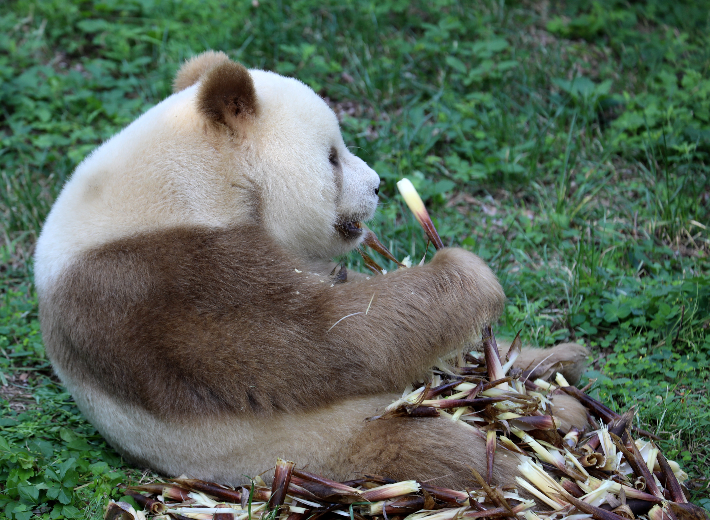 生活在陜西西安秦嶺大熊貓研究中心的「七仔」是世界唯一圈養棕色大熊貓。今年11歲的「七仔」因獨特的毛色與憨態可掬的吃相走紅網絡，深受大家喜愛。在工作人員的悉心照料下，目前「七仔」身體狀況良好。這是9月17日，「七仔」在位於陜西西安的秦嶺大熊貓研究中心吃竹筍。（新華社）