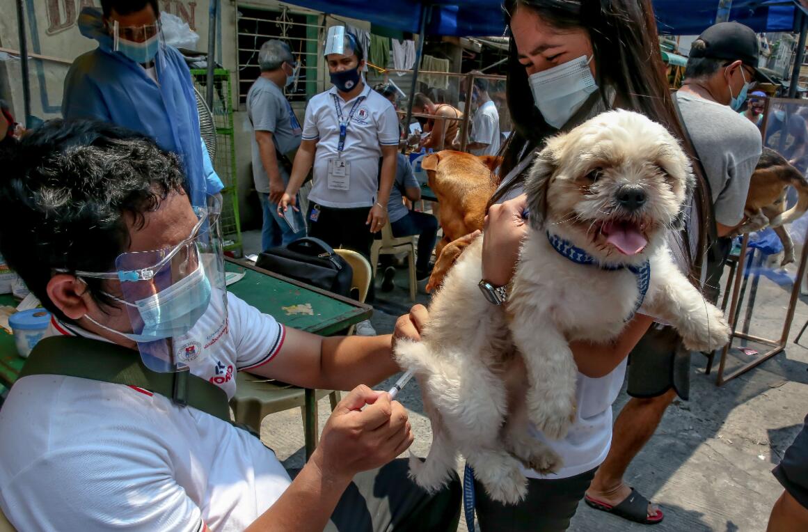 9月28日是世界狂犬病日，也是路易·巴斯德逝世紀念日，這位法國化學和微生物學家於19世紀開發出首個可用於人類的狂犬病疫苗。2007年，世界衛生組織、世界動物衛生組織等機構選定這一天，共同發起世界狂犬病日，是希望盡快使這一肆虐至少2500年的傳染病成為歷史。
9月28日，在菲律賓馬尼拉，狗主人帶著寵物狗進行免費狂犬病疫苗注射。