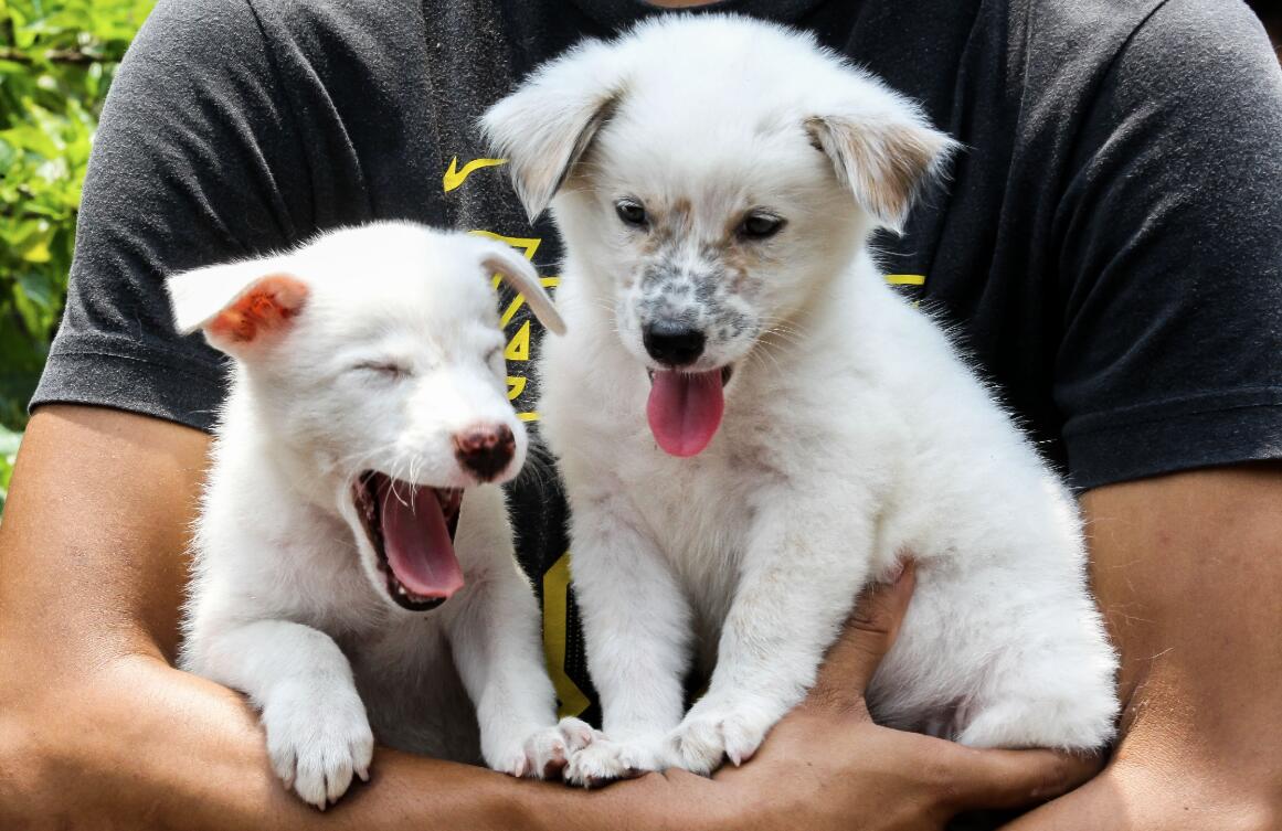 9月28日，在菲律賓馬尼拉，狗主人準備帶寵物狗進行免費狂犬病疫苗注射。