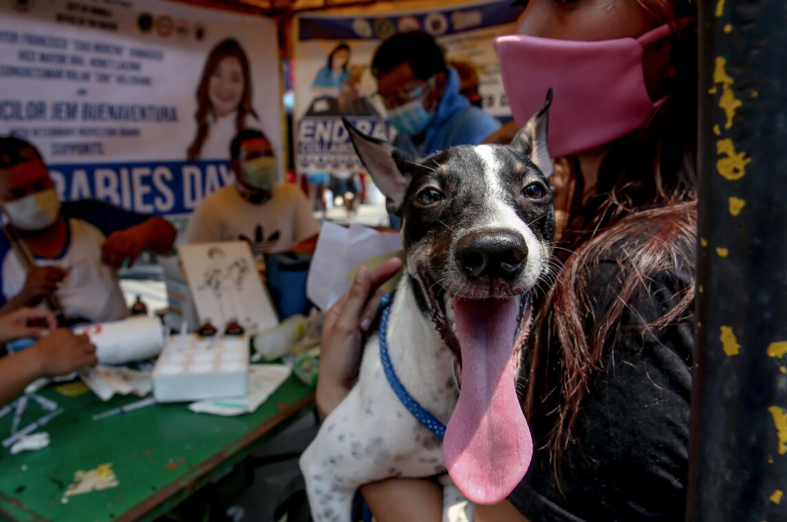 9月28日，在菲律賓馬尼拉，狗主人帶著寵物狗進行免費狂犬病疫苗注射。