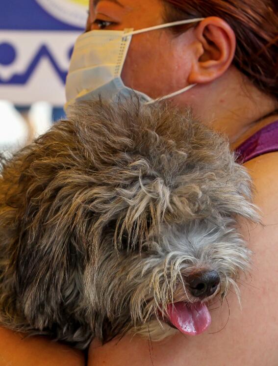 9月28日，在菲律賓馬尼拉，狗主人準備帶寵物狗進行免費狂犬病疫苗注射。