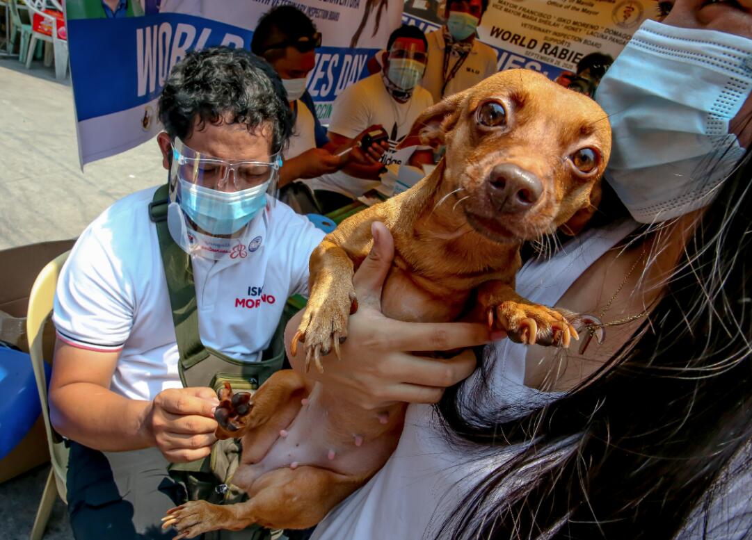 9月28日，在菲律賓馬尼拉，狗主人帶著寵物狗進行免費狂犬病疫苗注射。