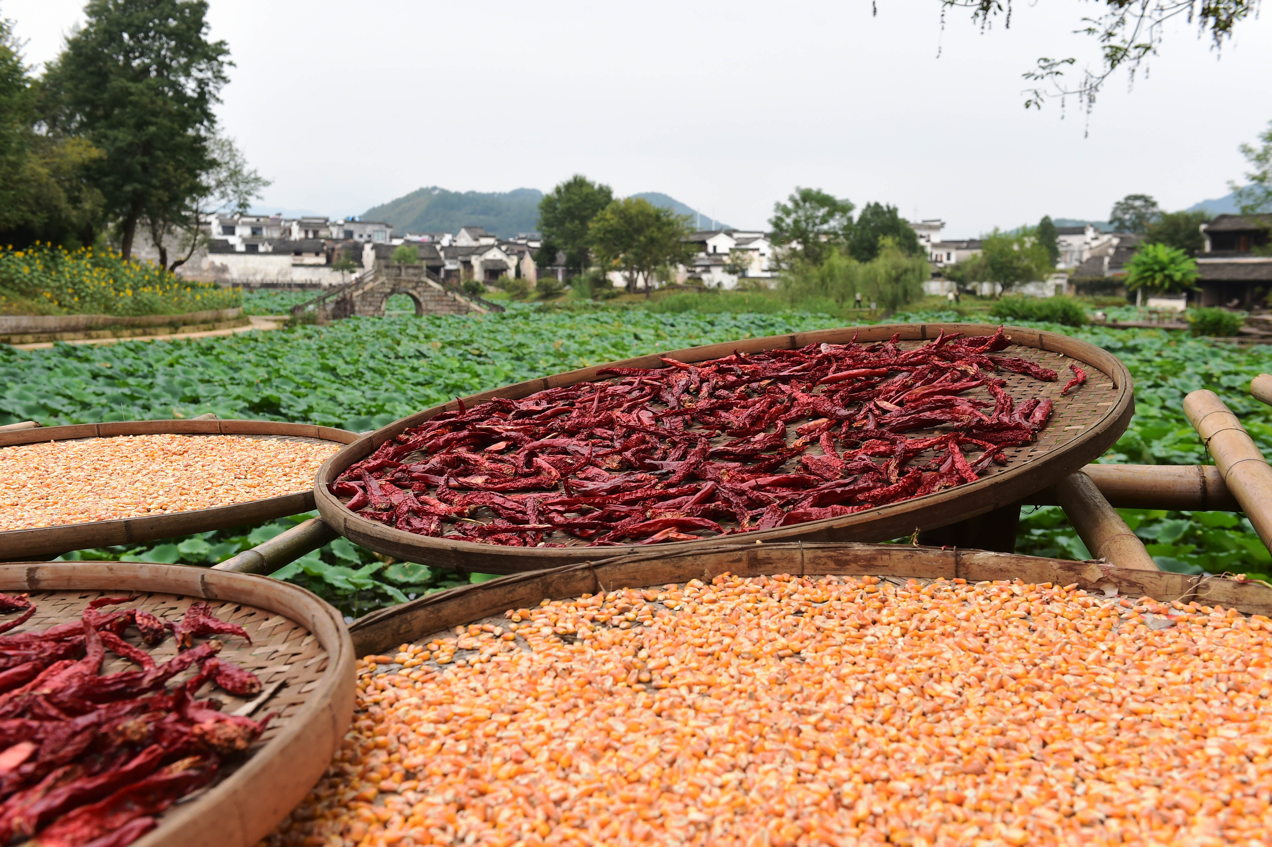 9月25日拍攝的呈坎古村一角。呈坎古村位於安徽省黃山市徽州區，距離合福高鐵黃山北站30分鐘車程，始建於東漢時期，現有古建築遺址100餘處。秋日呈坎，古村與遠山交相輝映，構成一幅美麗的畫卷。