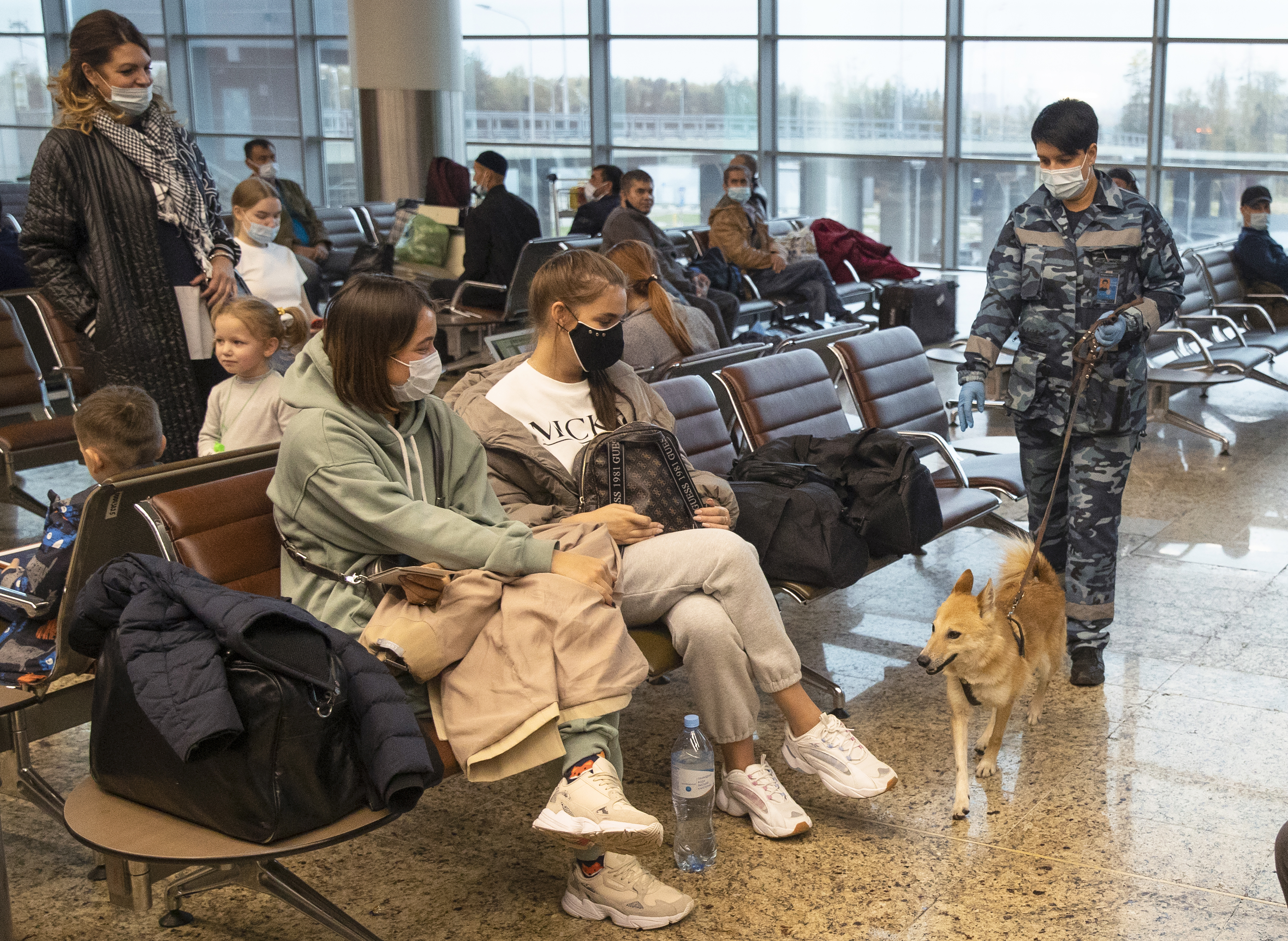 當地時間10月9日，俄羅斯莫斯科，在莫斯科國際謝列梅捷沃國際機場的一次訓練演習中，俄羅斯航空公司犬科部門的一名訓練師訓練一隻嗅探犬，讓它在感染者身上檢測出是否感染新冠病毒。（美聯社）