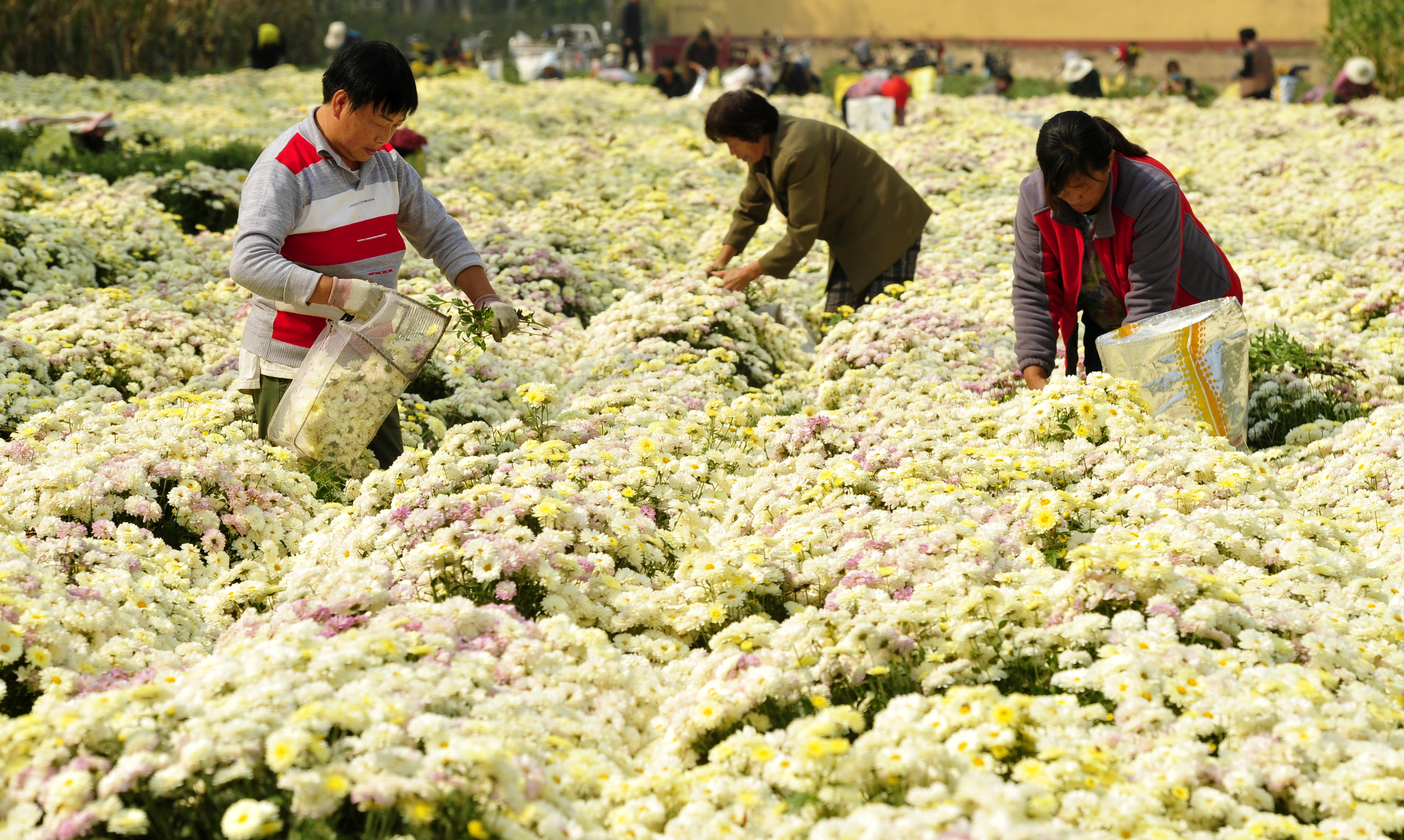 10月18日，河北省河間市米各莊鎮馬村農民在菊花種植基地采收菊花。（新華社）