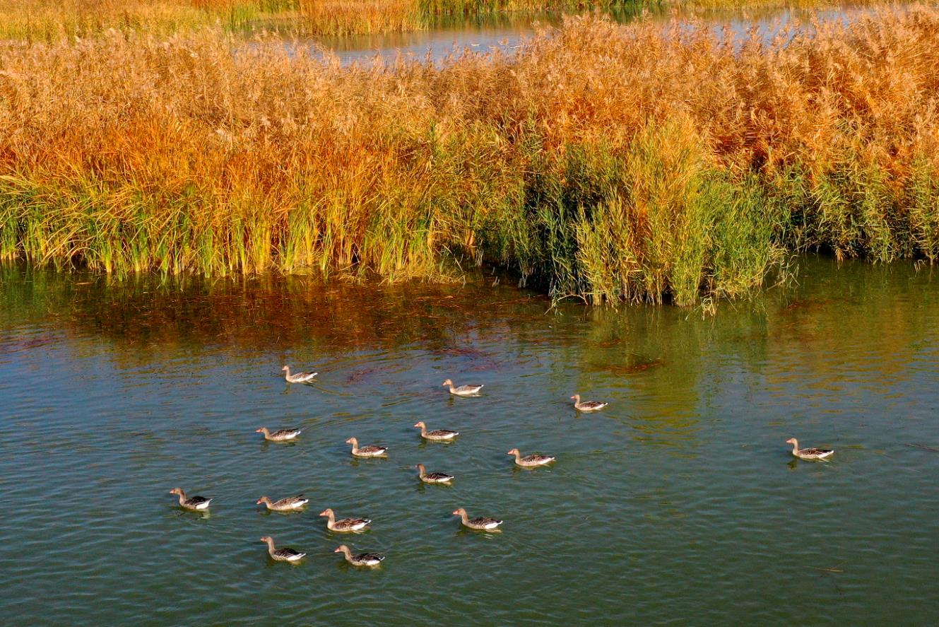 10月18日，在瑪納斯國家濕地公園，一群灰雁在水中休憩（無人機照片）。 近日，位於新疆昌吉回族自治州瑪納斯縣的瑪納斯國家濕地公園景色迷人。瑪納斯濕地是候鳥的重要棲息地和繁殖地。每年秋季，數萬隻候鳥在此停留歇息，點綴濕地畫卷。 (新華社記者 丁磊 攝)