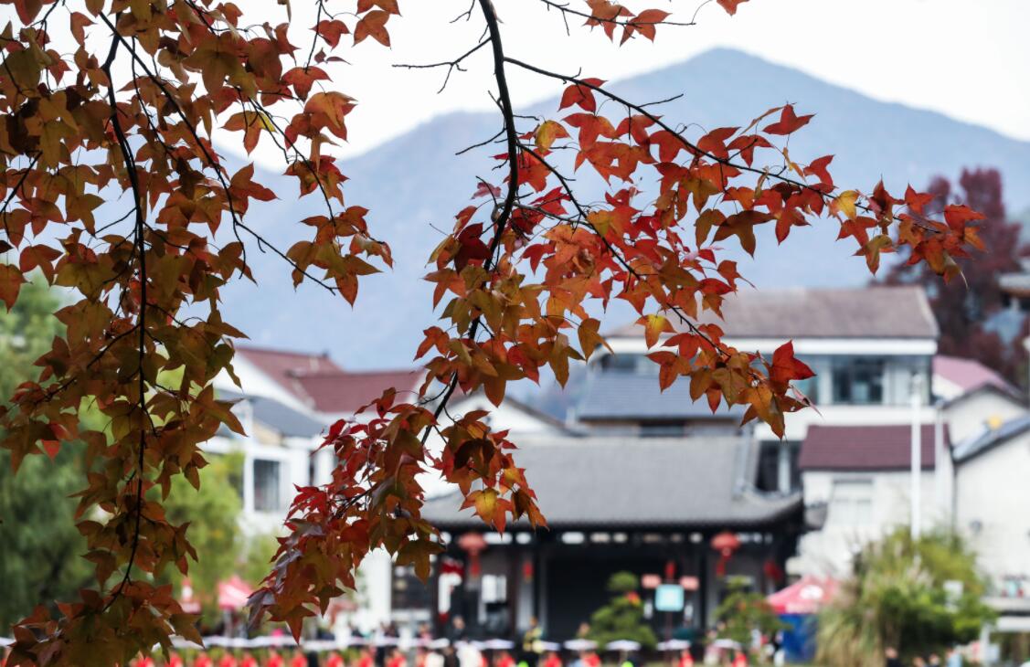紅葉為秋日山村增添了亮麗的色彩（11月1日攝）。（新華社）