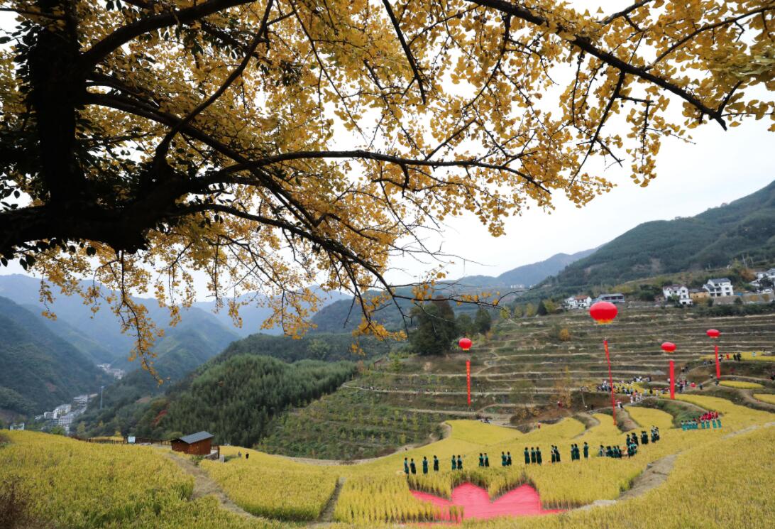 11月1日拍攝的指南村的金黃稻田和銀杏樹。（新華社）